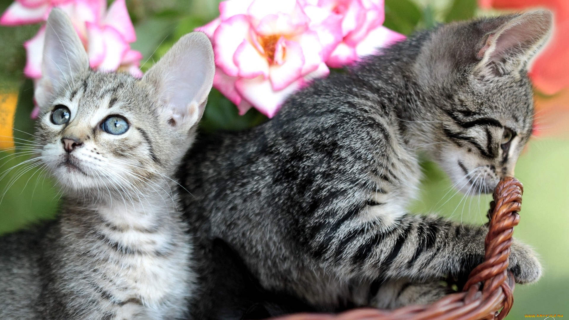 кошки, животные, коты