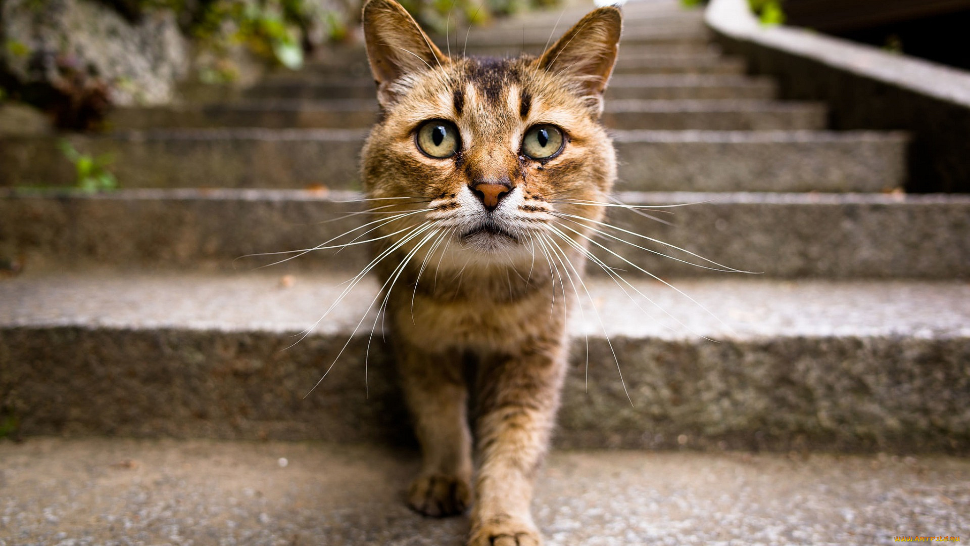 кошки, животные, коты