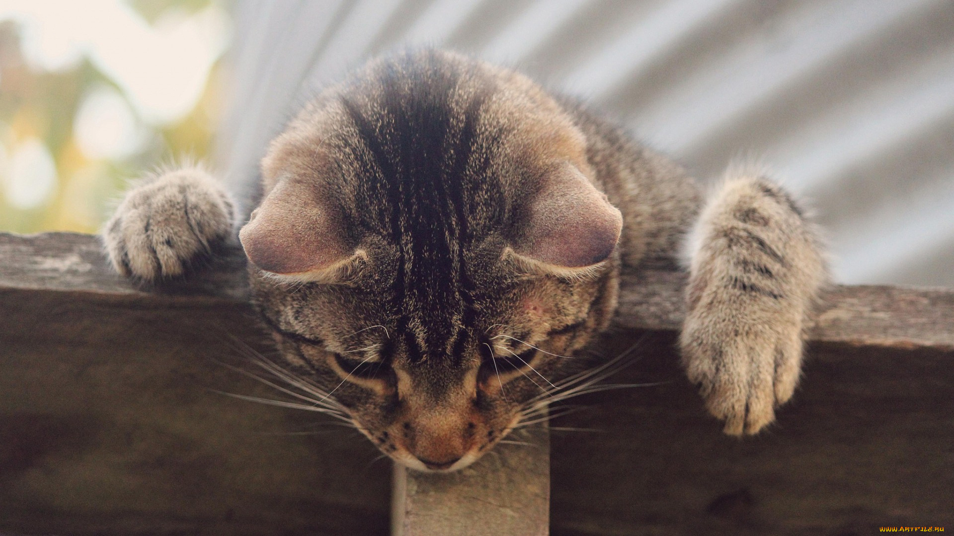 кошки, животные, коты