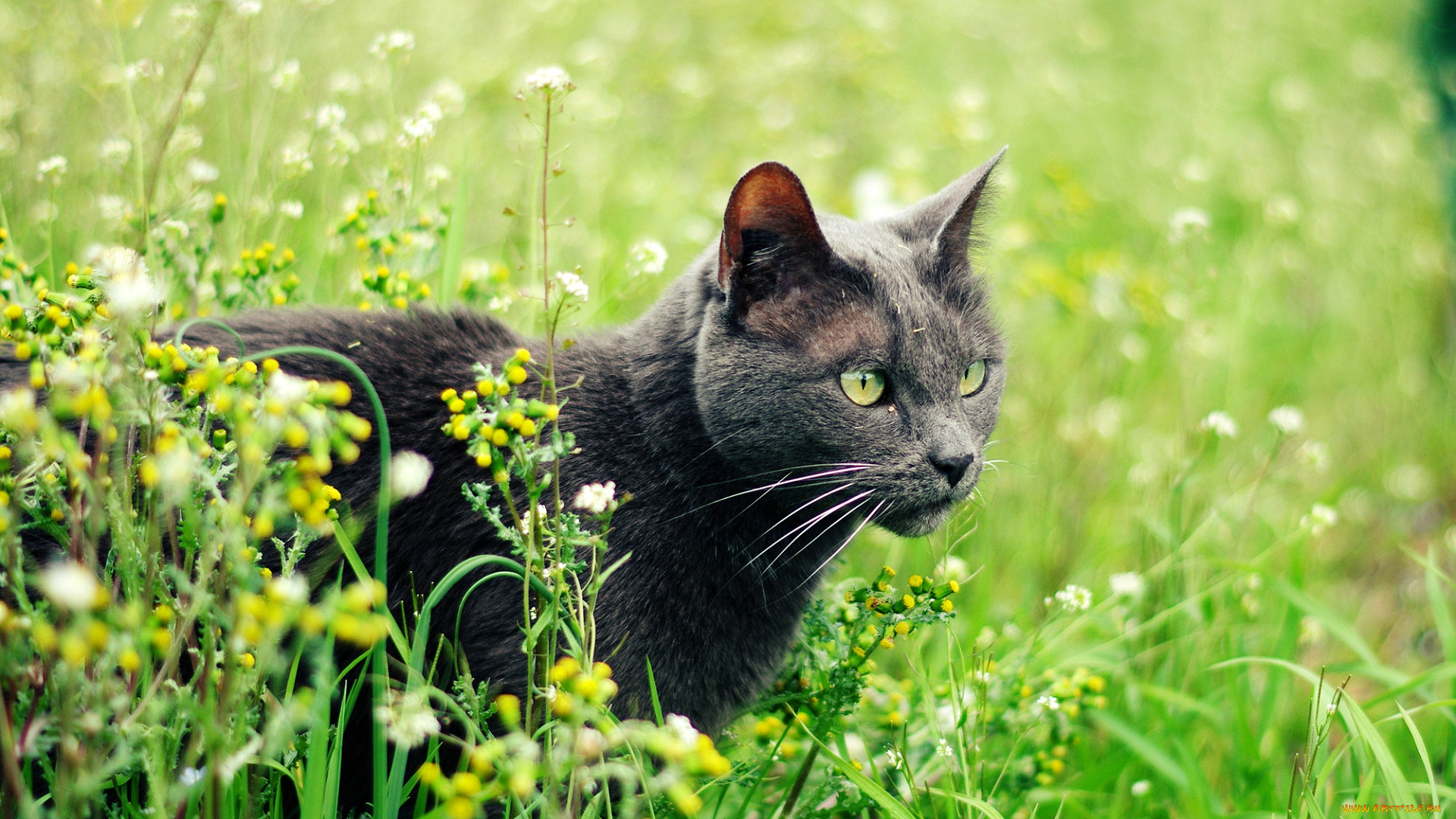 кошки, животные, коты