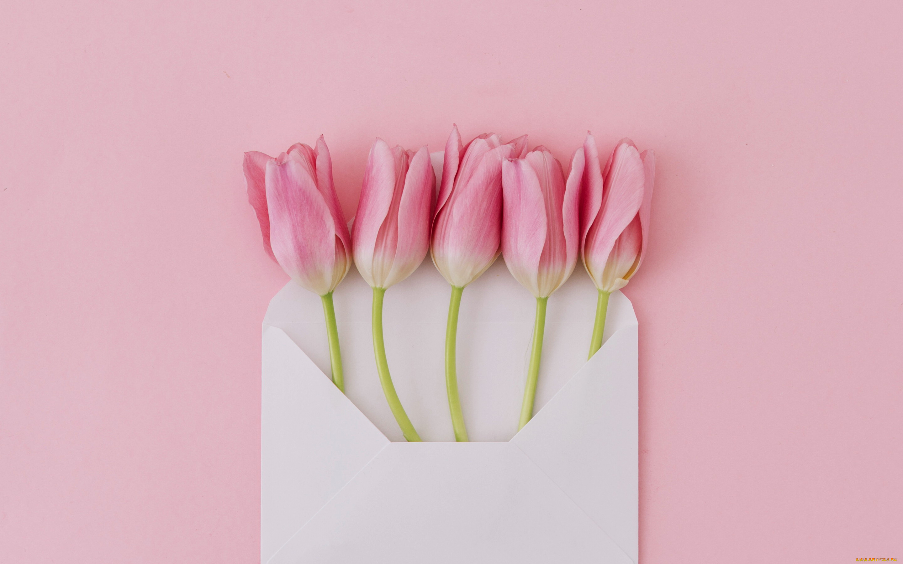 цветы, тюльпаны, конверт, бутоны