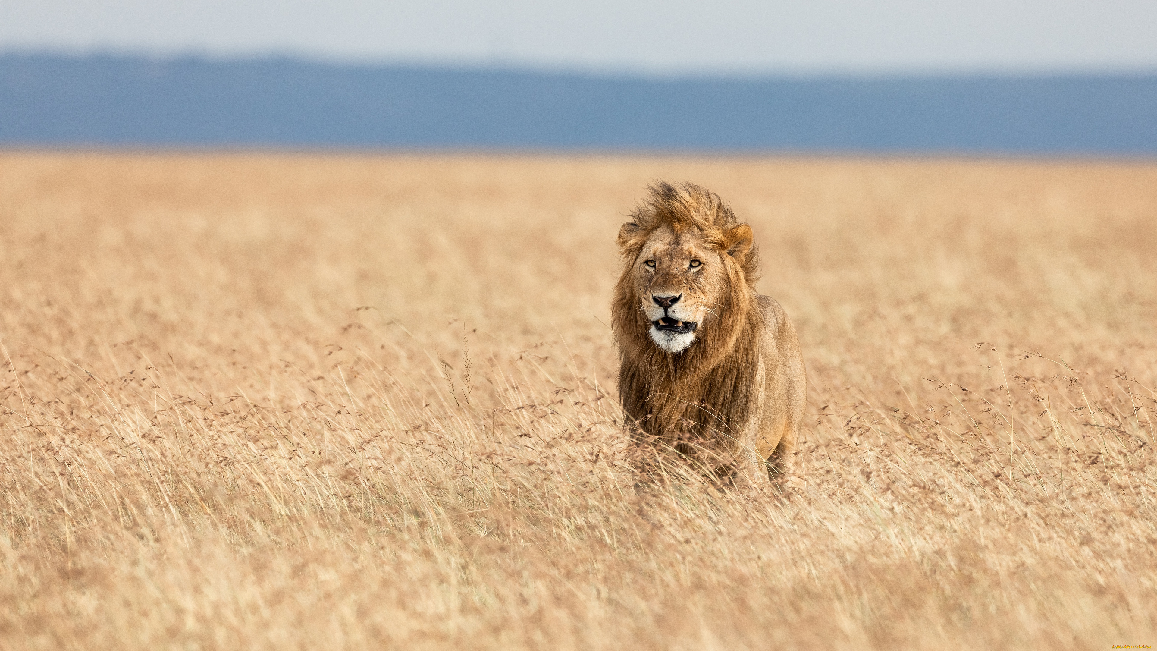 животные, львы, африка