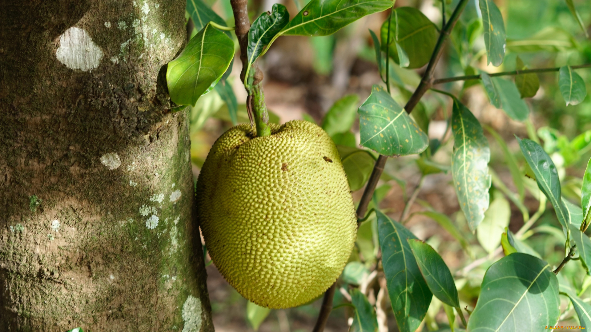 jackfruit, природа, плоды