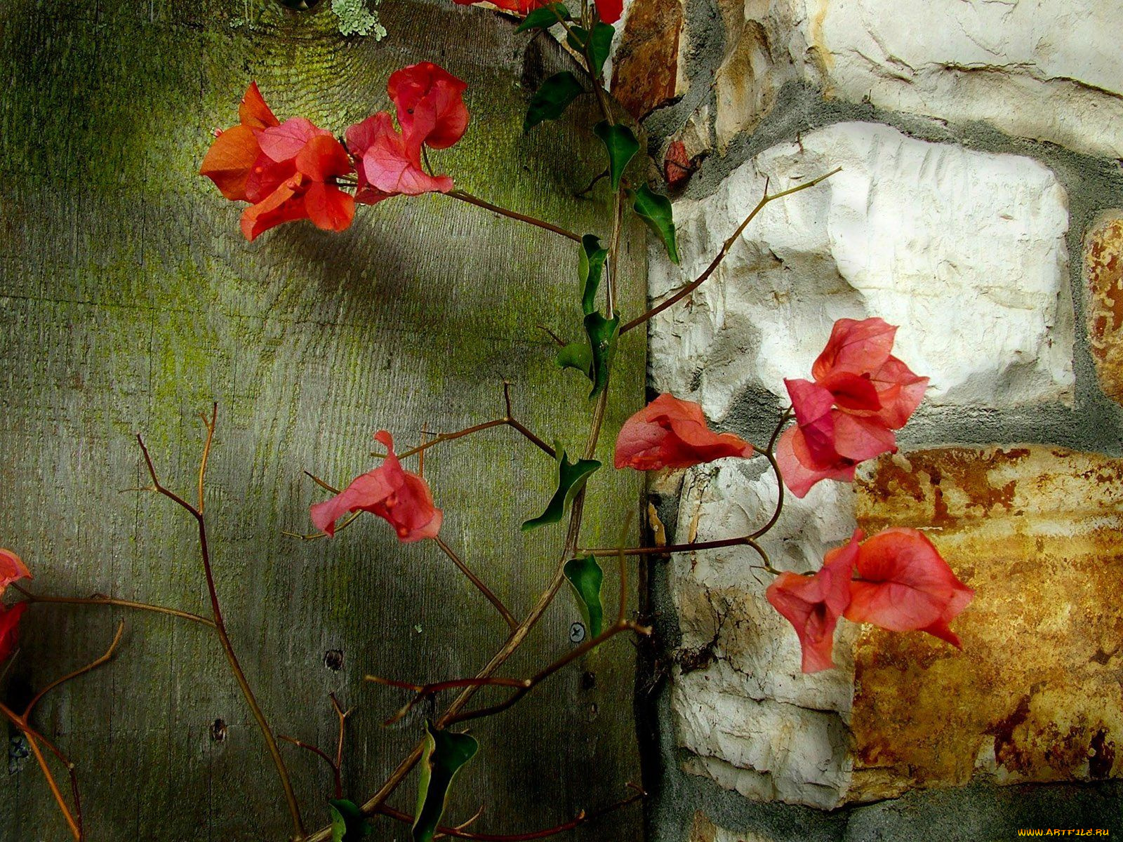 bougainvillea, branch, цветы, бугенвиллея