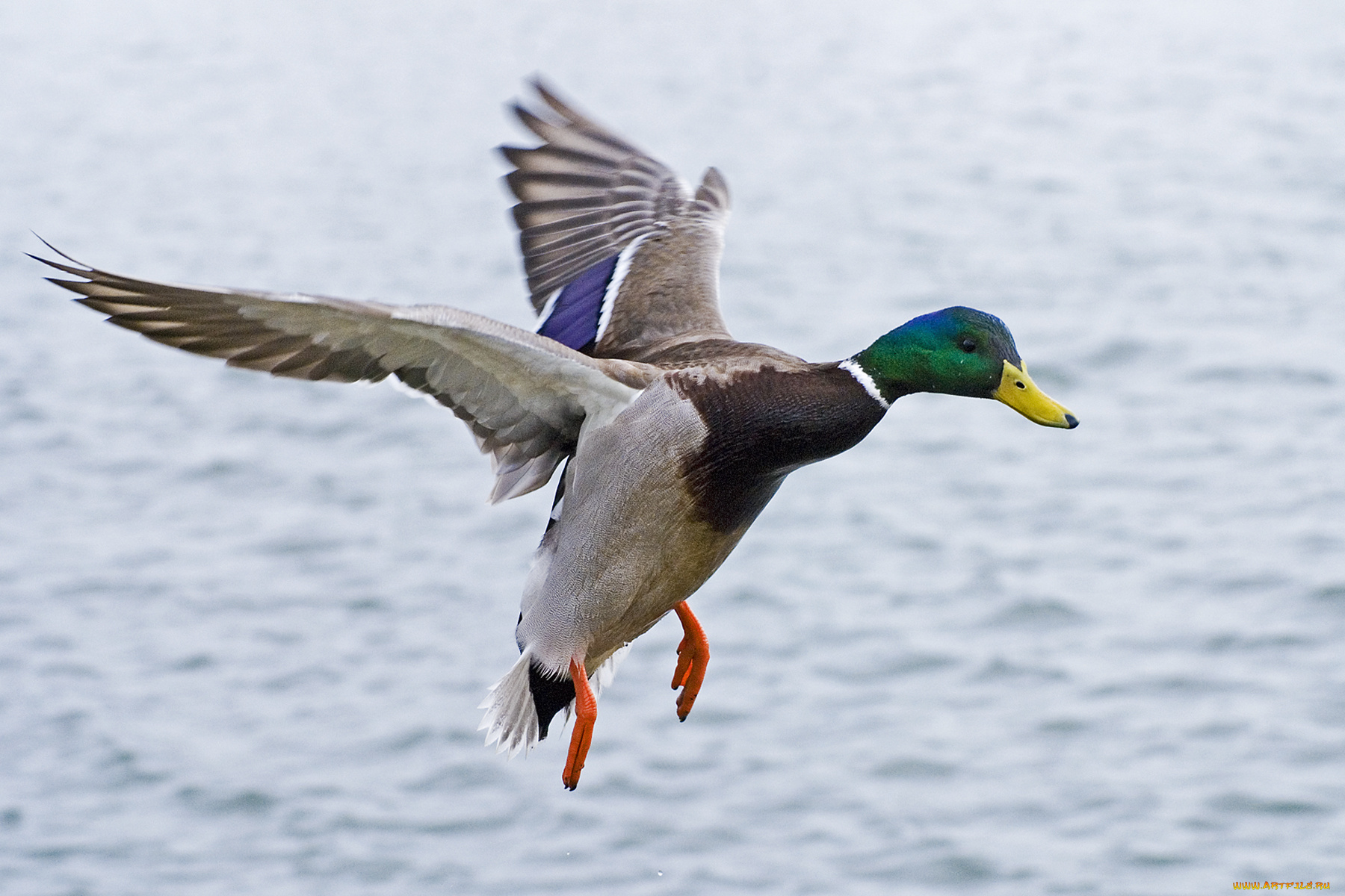 flying, mallard, животные, утки, селезень, крылья, полет