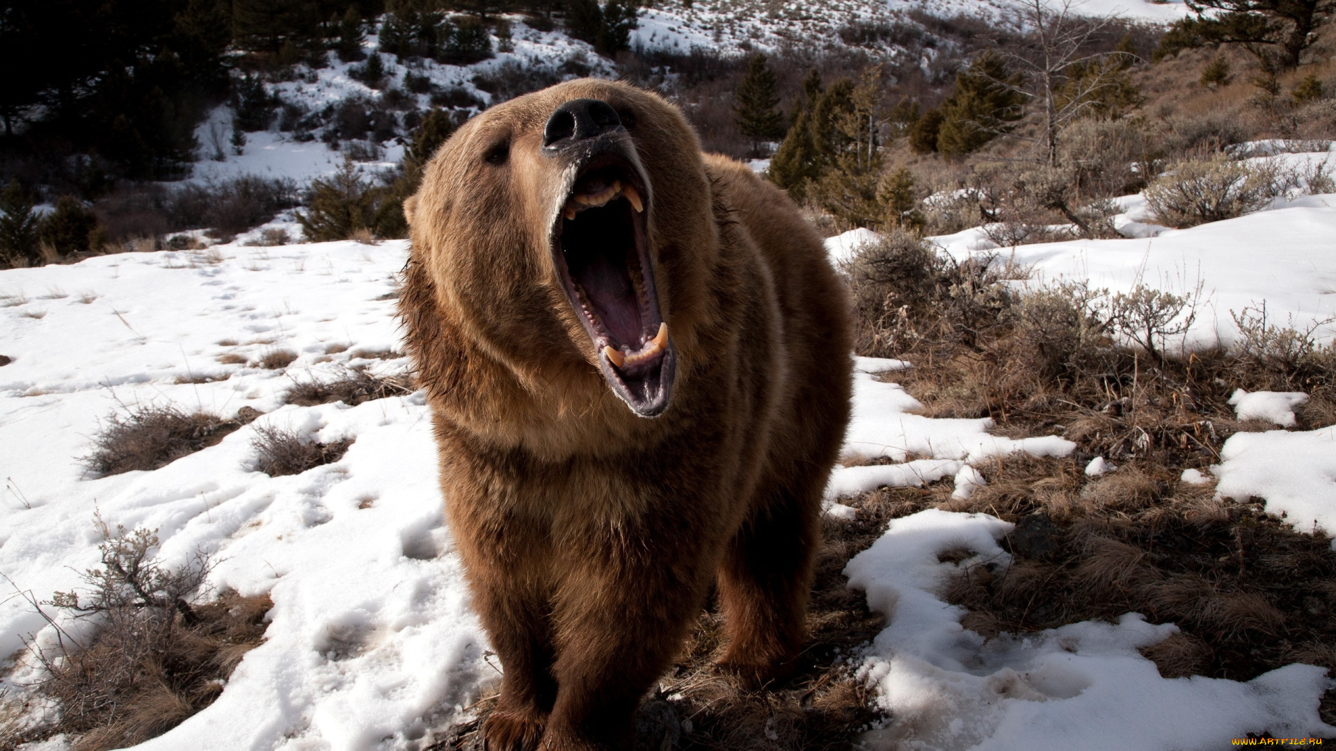 angry, grizzly, bear, животные, медведи, медведь, гризли, пасть, оскал, ярость