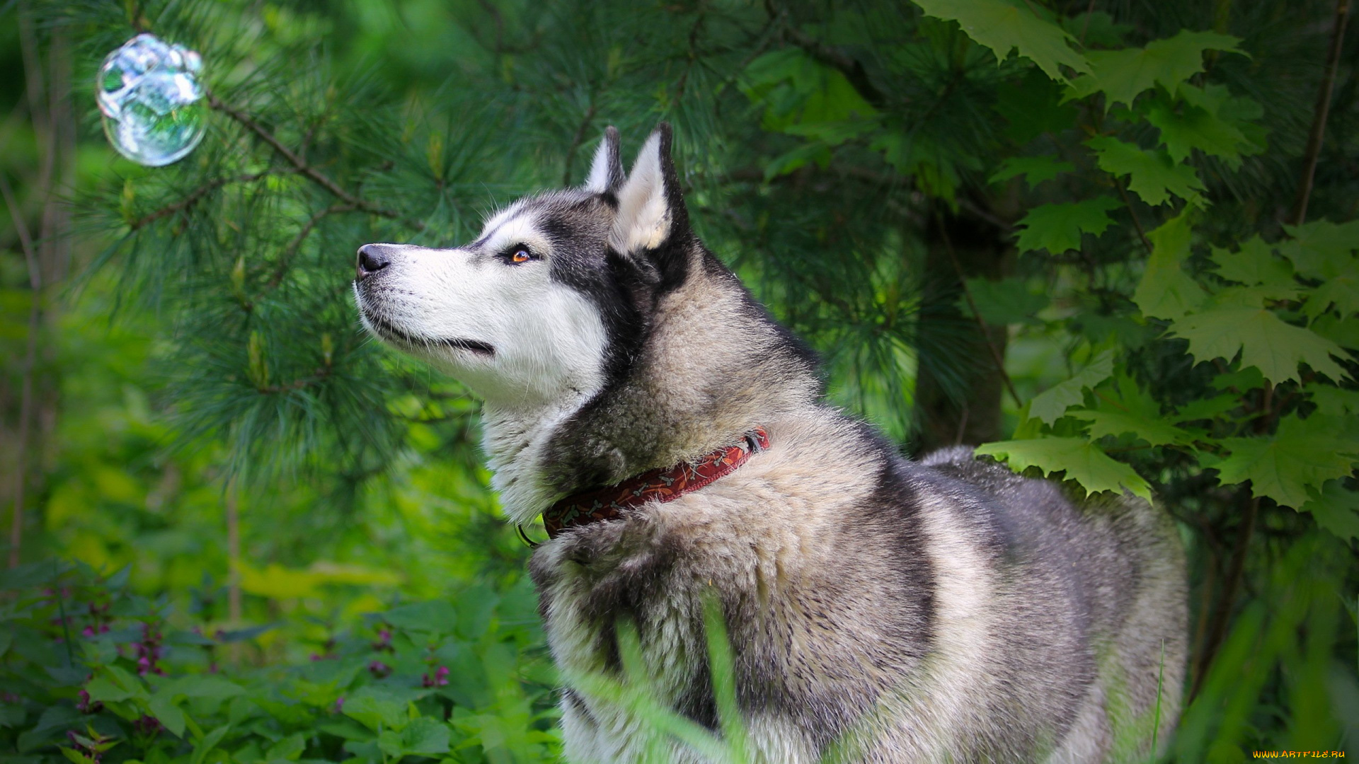 husky, животные, собаки, любопытство, пес, лес