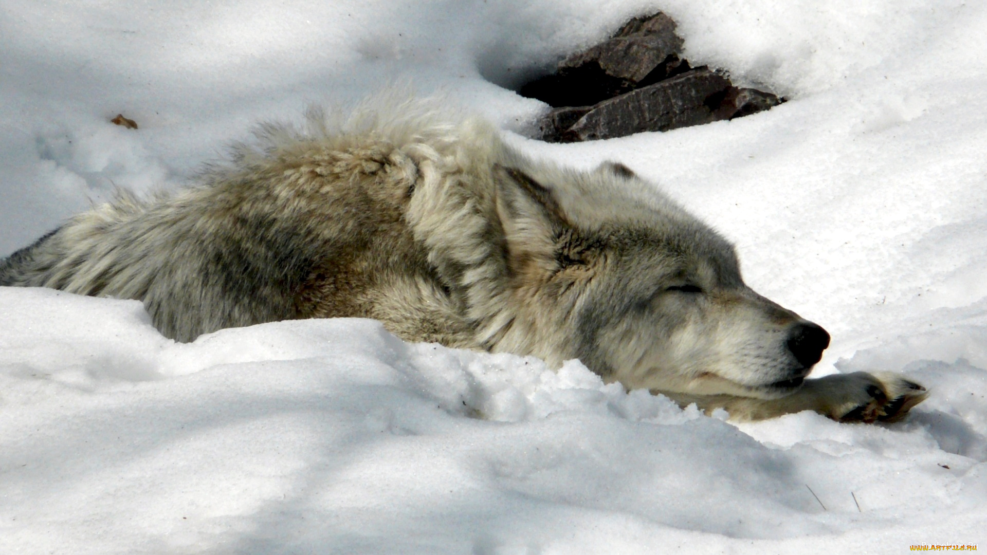 snow, wolf, животные, волки, снег, волк, морда, сон