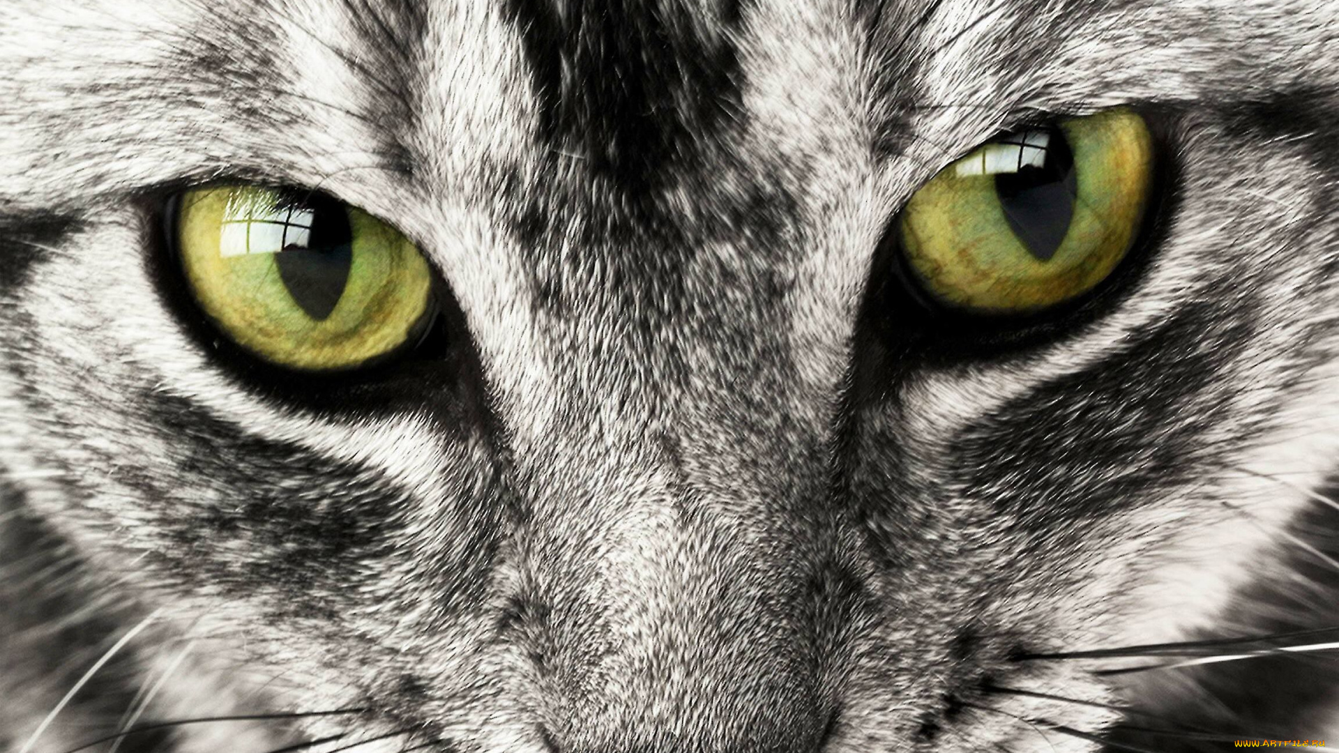 животные, коты, глаза