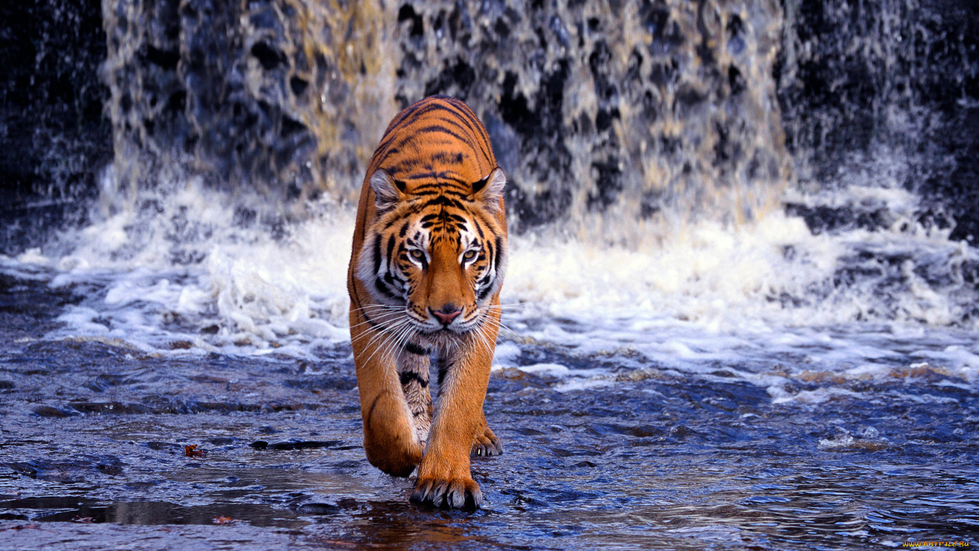животные, тигры, бенгальский, тигр, водопад