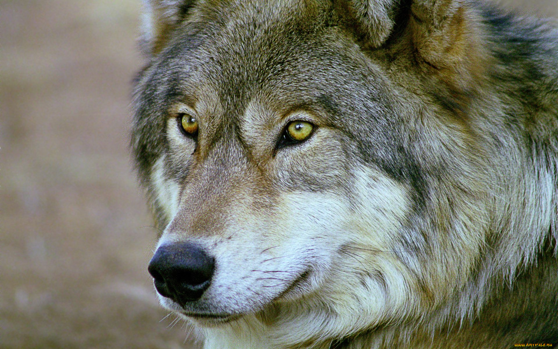 grey, животные, волки, волчара, матерый, серый, мудрый