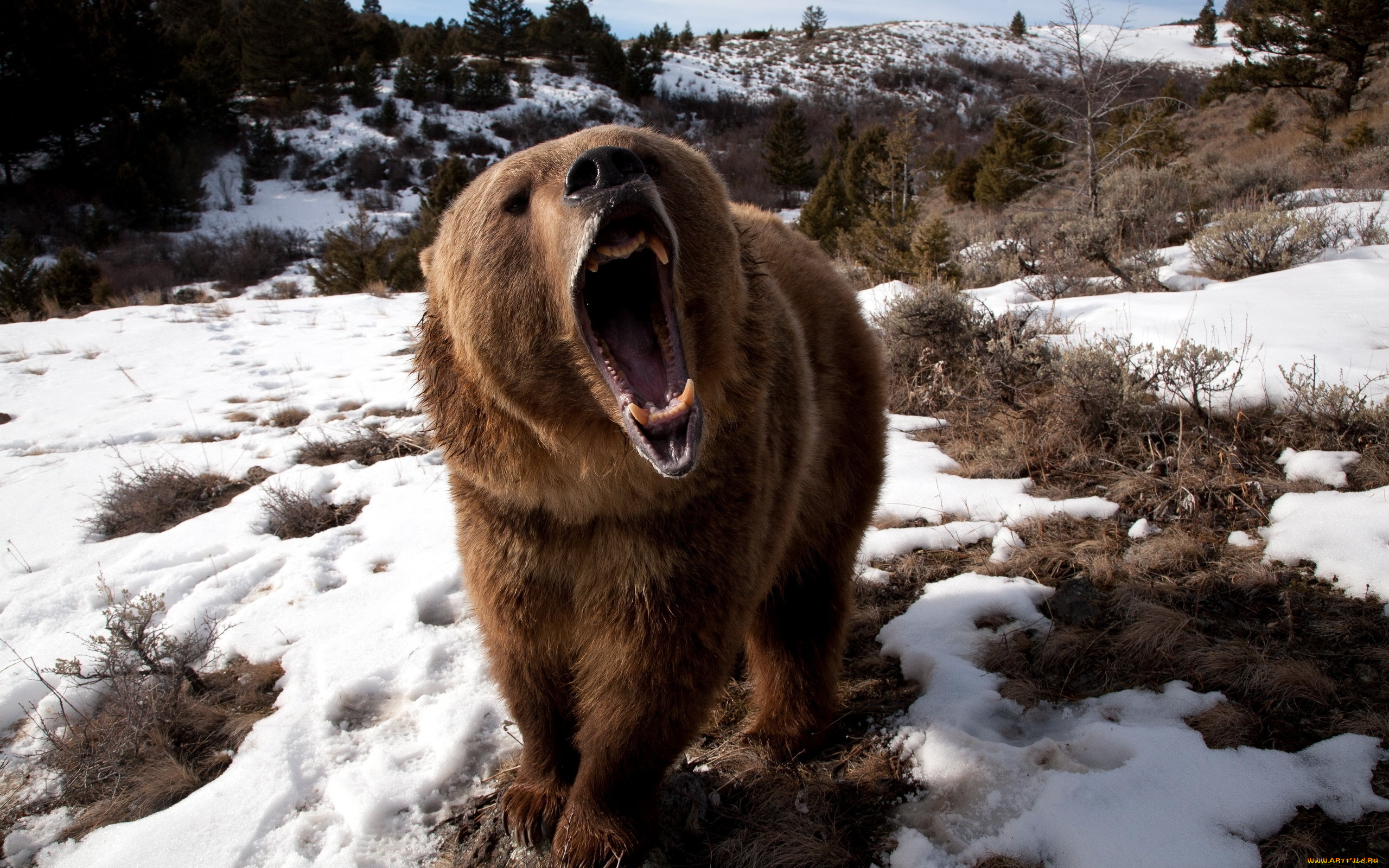 angry, grizzly, bear, животные, медведи, медведь, гризли, пасть, оскал, ярость