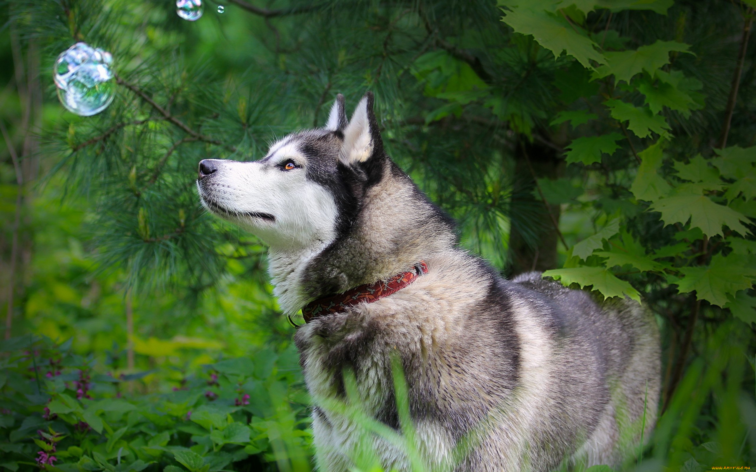 husky, животные, собаки, любопытство, пес, лес