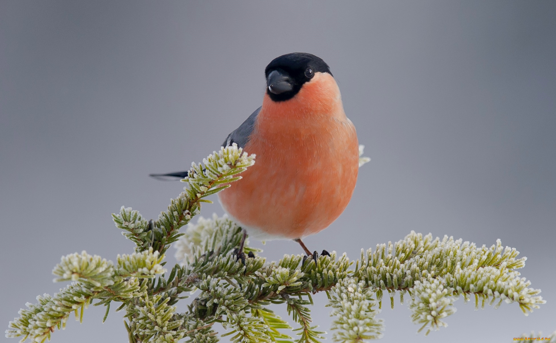 природа животные птицы зима бесплатно