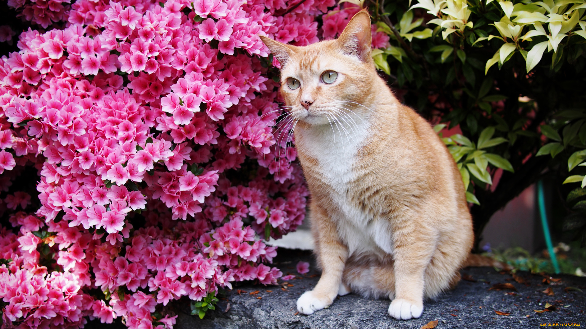 животные, коты, цветы, цветущий, кустарник, рыжий, котик