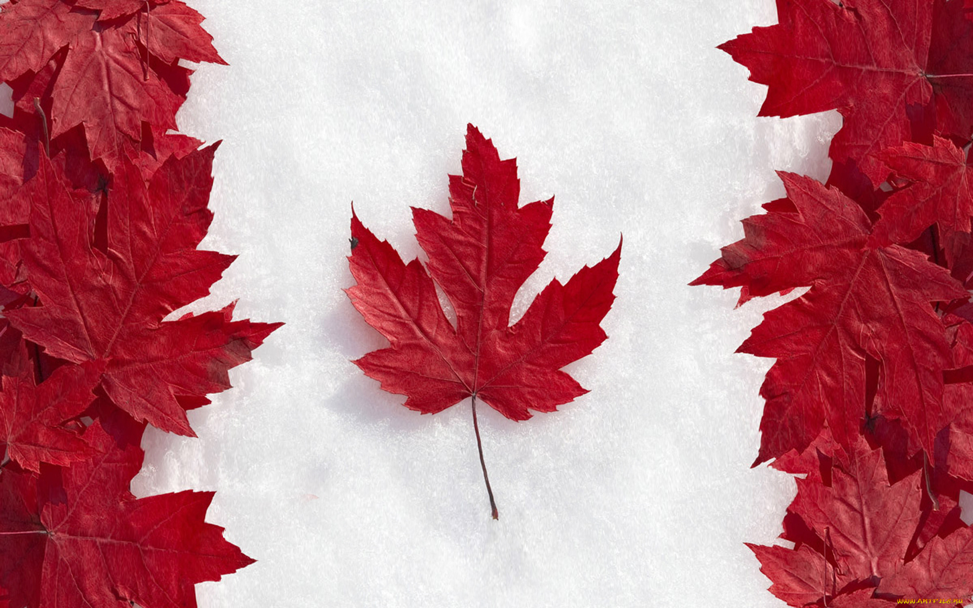разное, флаги, , гербы, клен, кленовые, снег, красные, листья, флаг, канада
