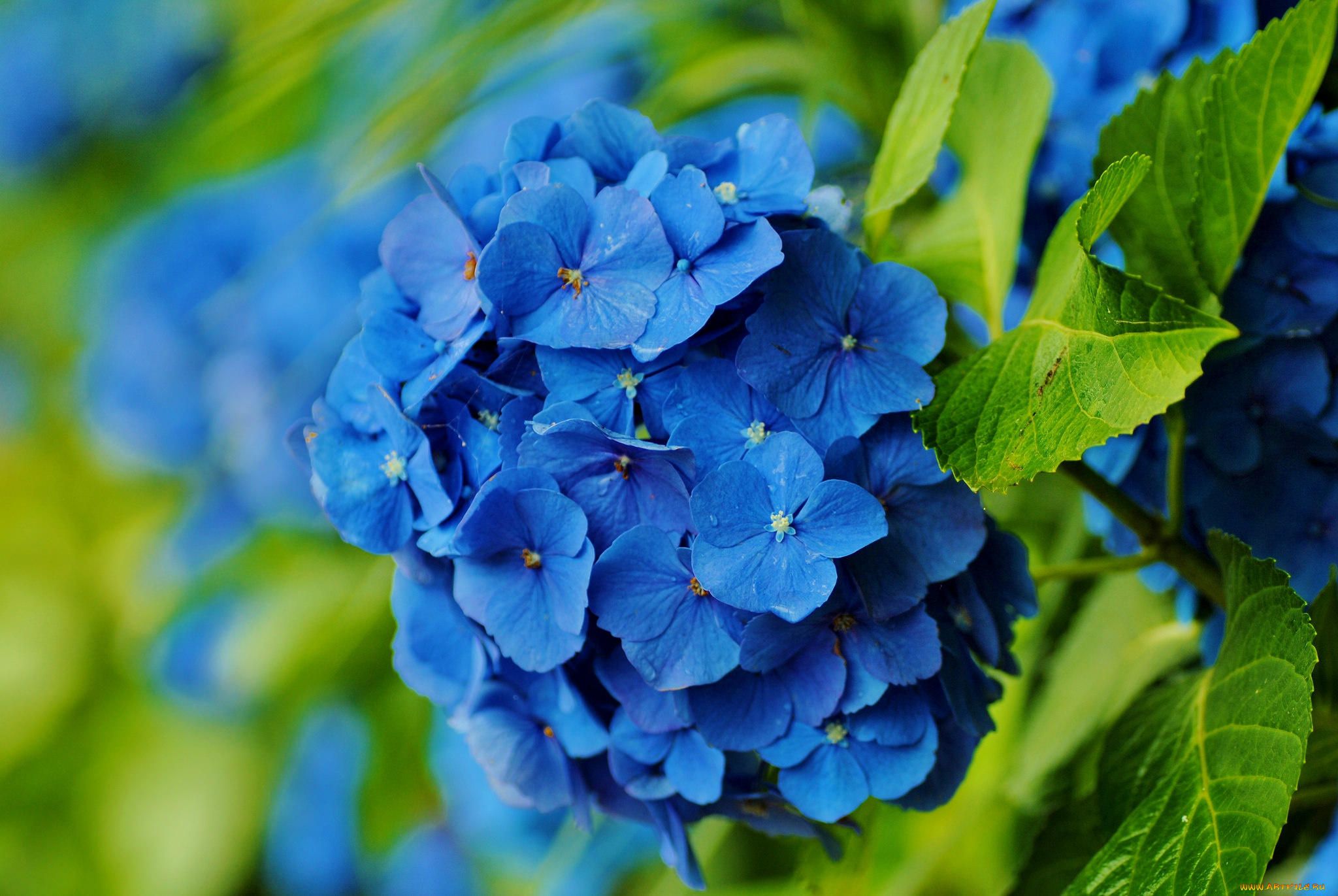 цветы, гортензия, синий