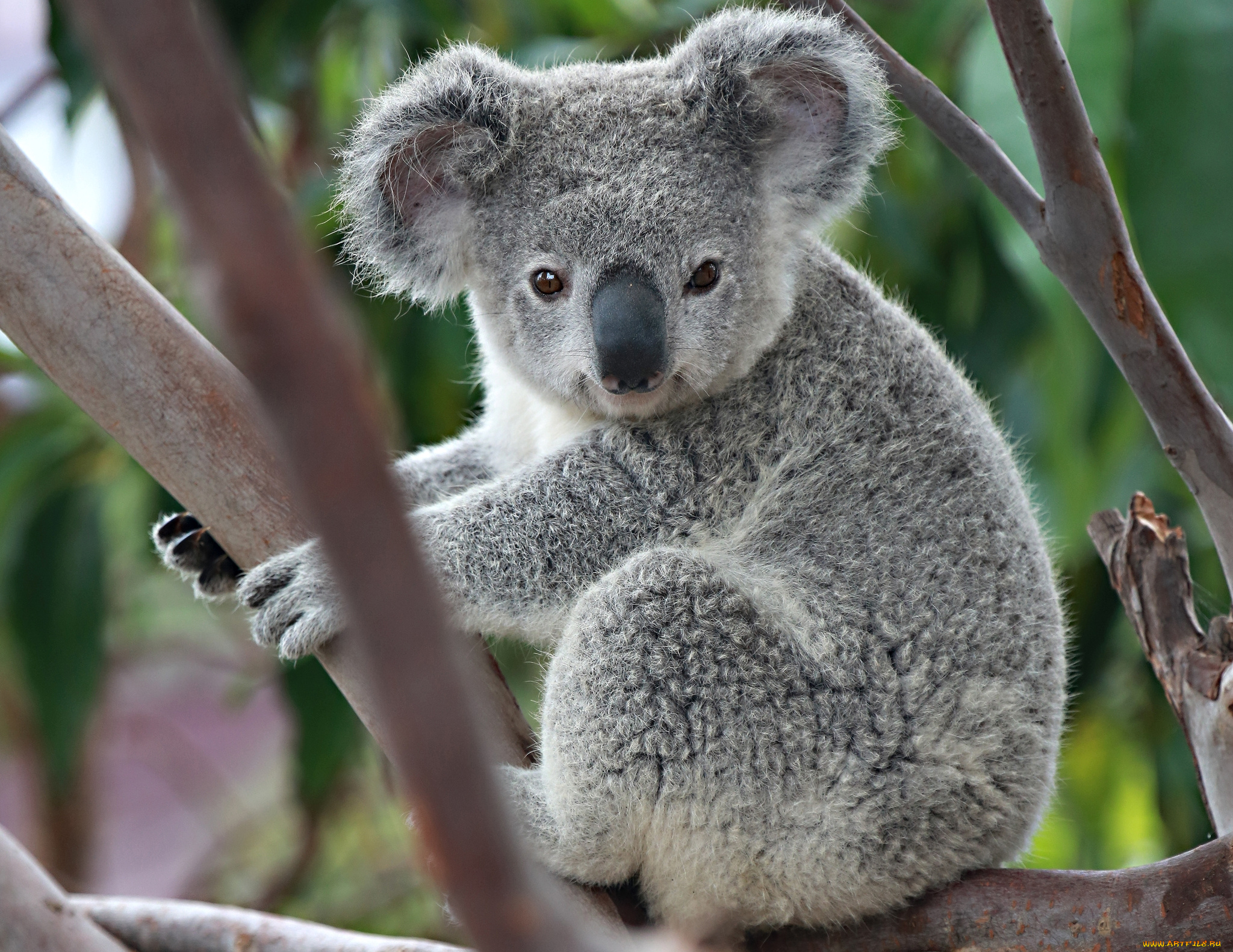 Милая коала. Коала. Мишка коала. Коала в Австралии. Коала сумчатое.
