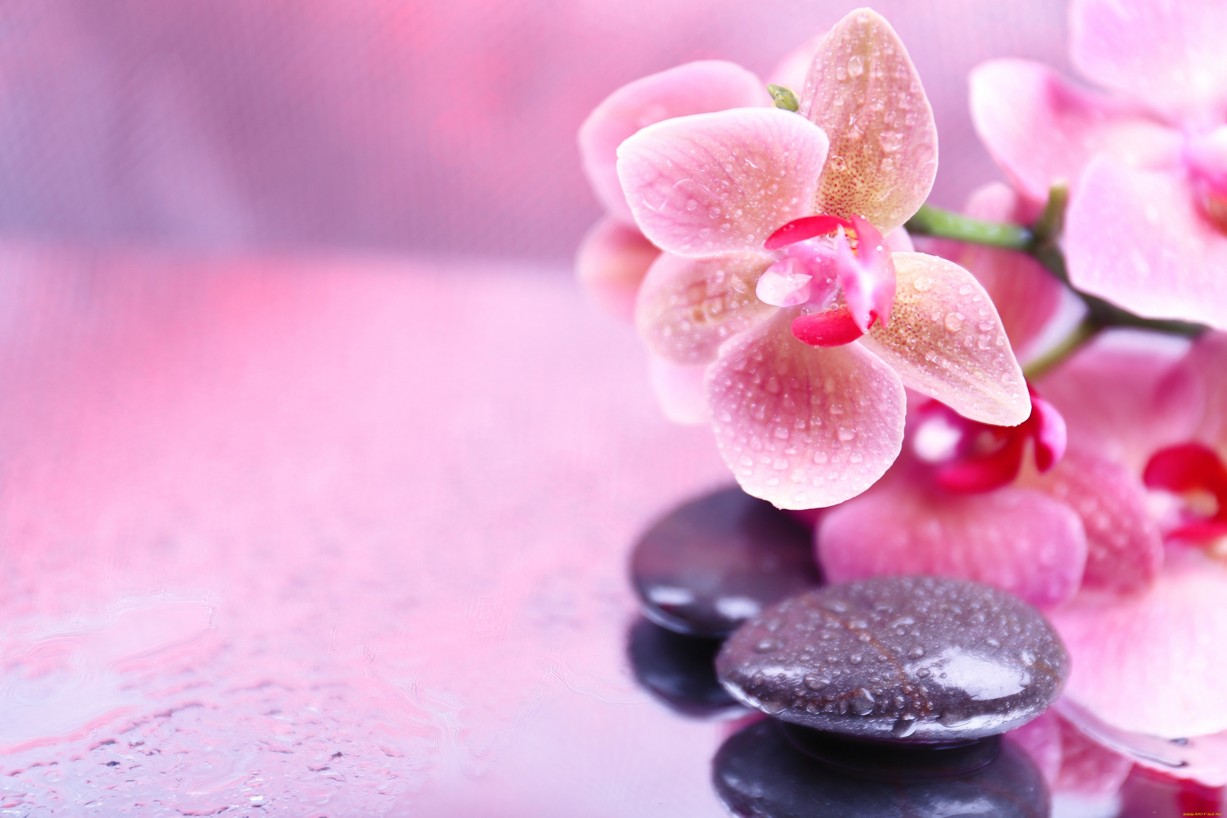 цветы, орхидеи, орхидея, droplets, spa, stones, orchid, flowers, спа, камни, капельки