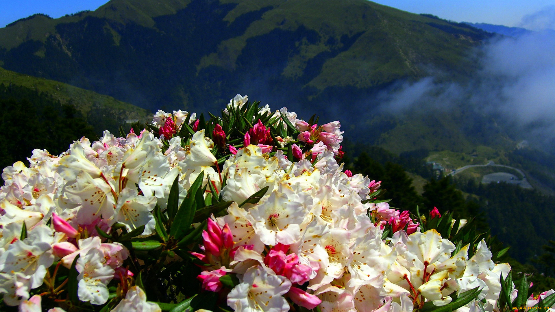 цветы, рододендроны, , азалии, горы, туман
