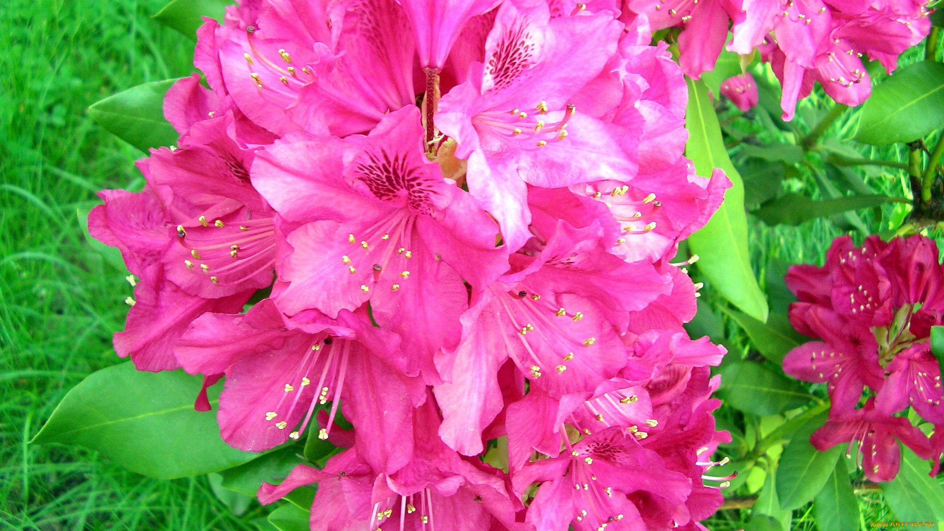 цветы, рододендроны, , азалии, розовый