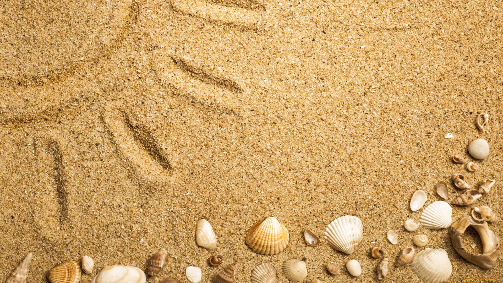 разное, ракушки, , кораллы, , декоративные, и, spa-камни, песок, texture, sand, seashells, marine, beach