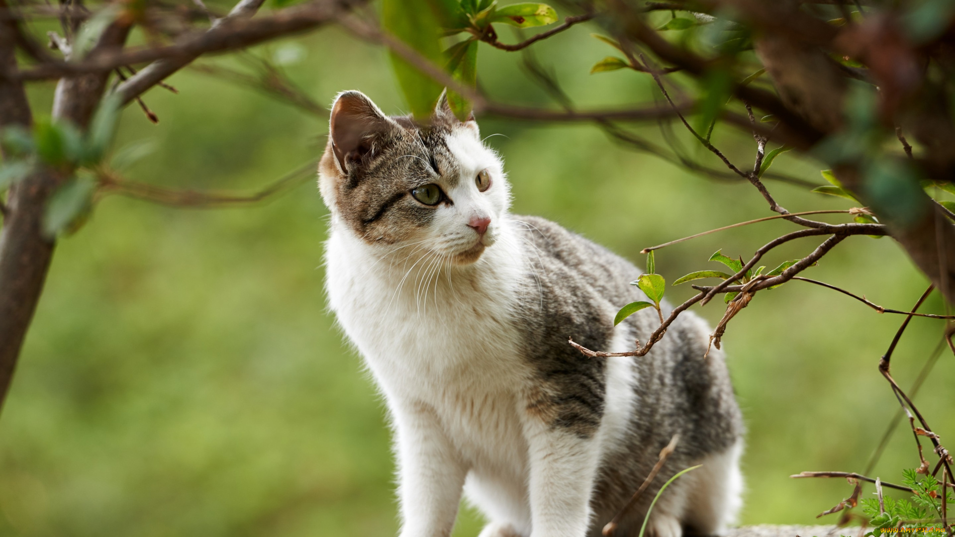 животные, коты, ветки, котёнок, кошка, кот