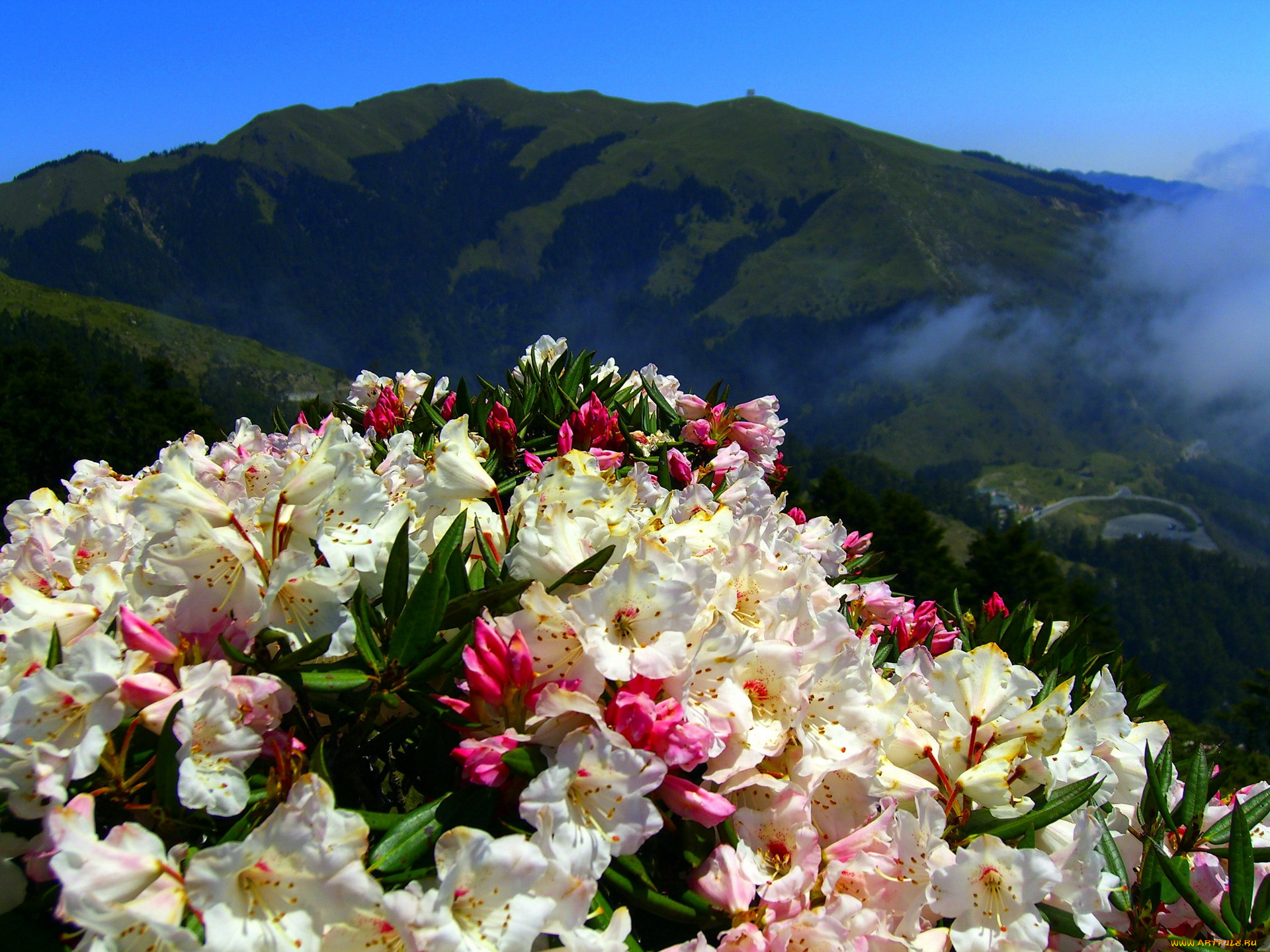 цветы, рододендроны, , азалии, горы, туман