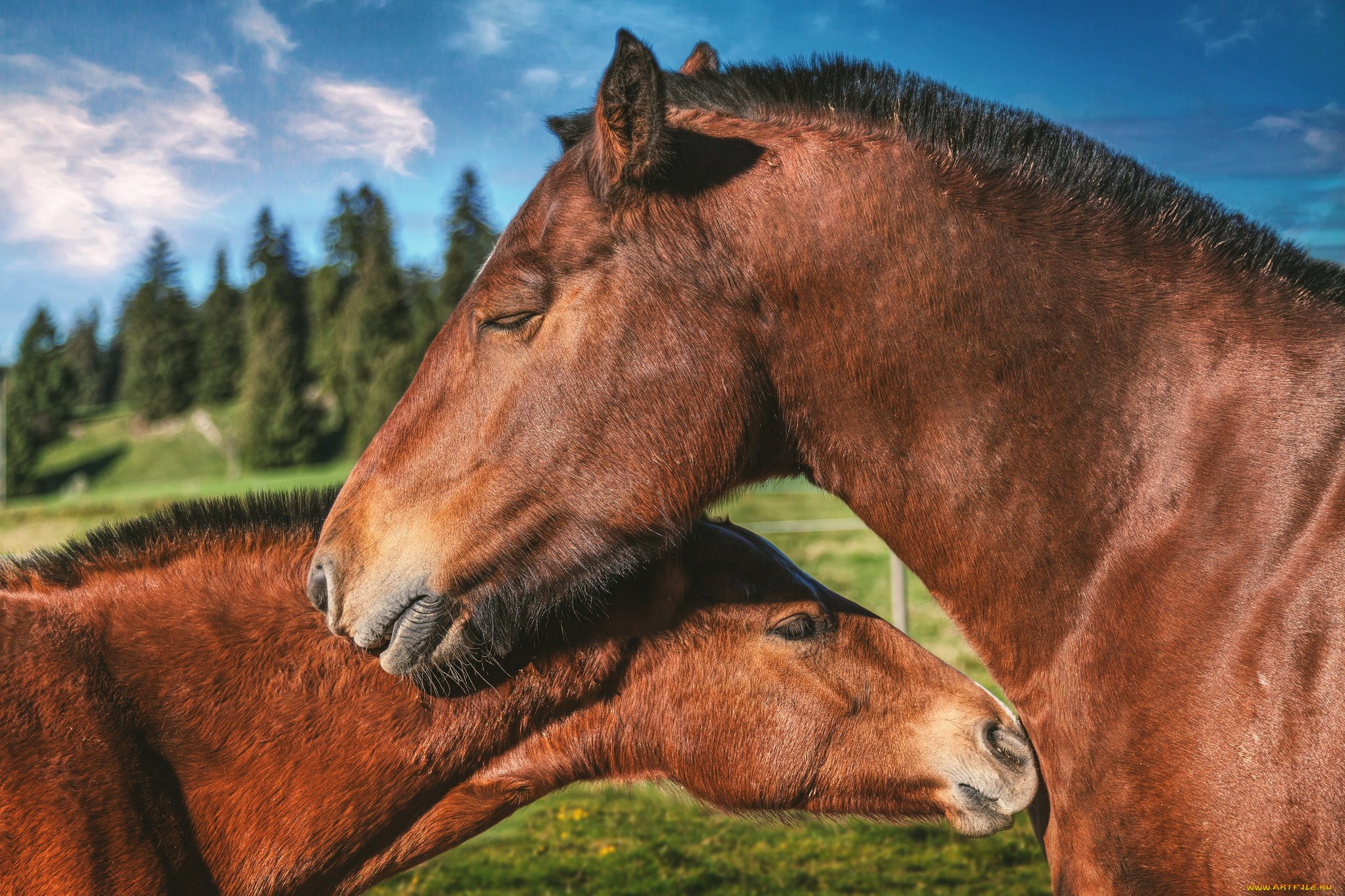 животные, лошади, любовь, пара