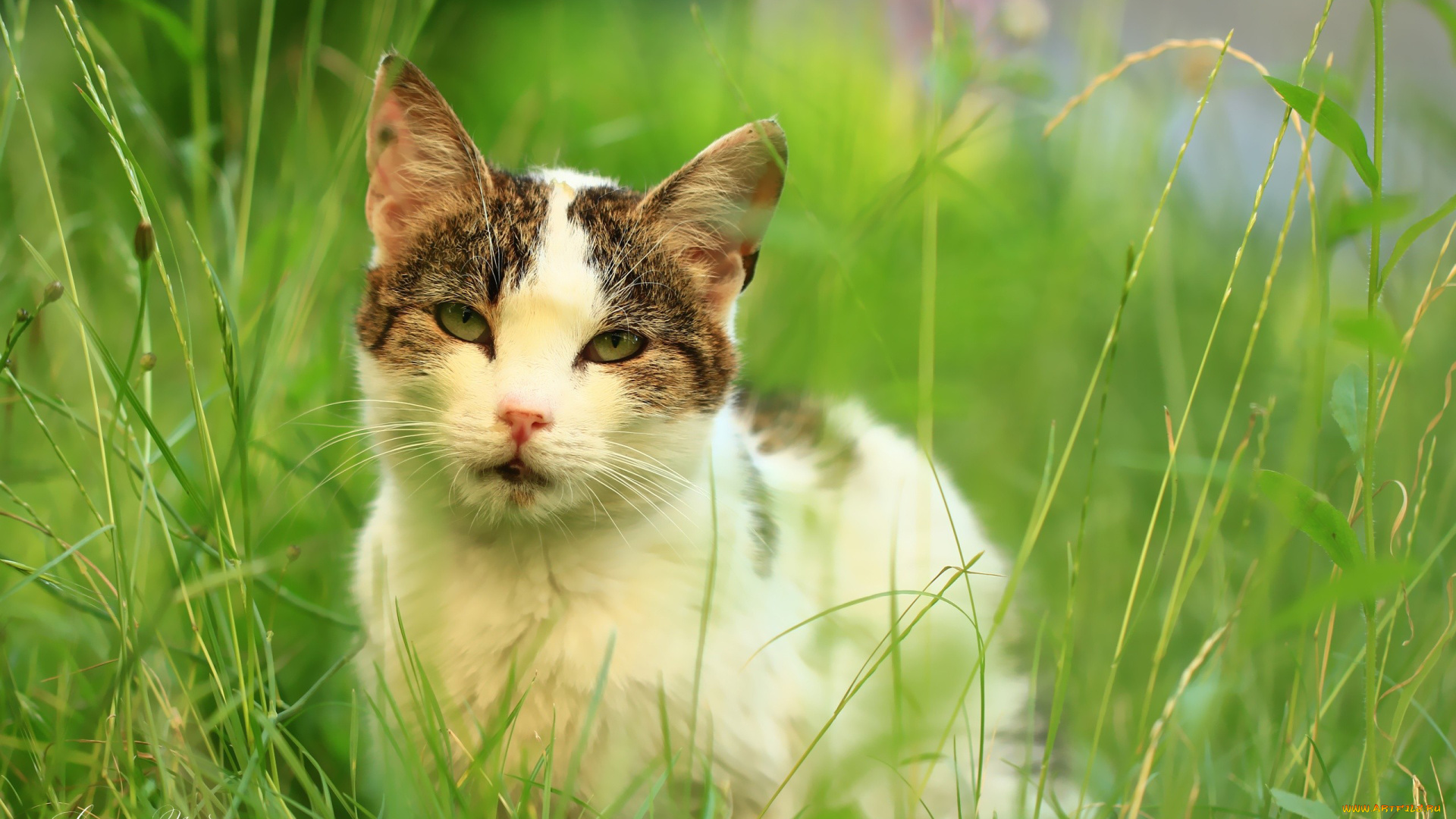 животные, коты, трава, лето, кот