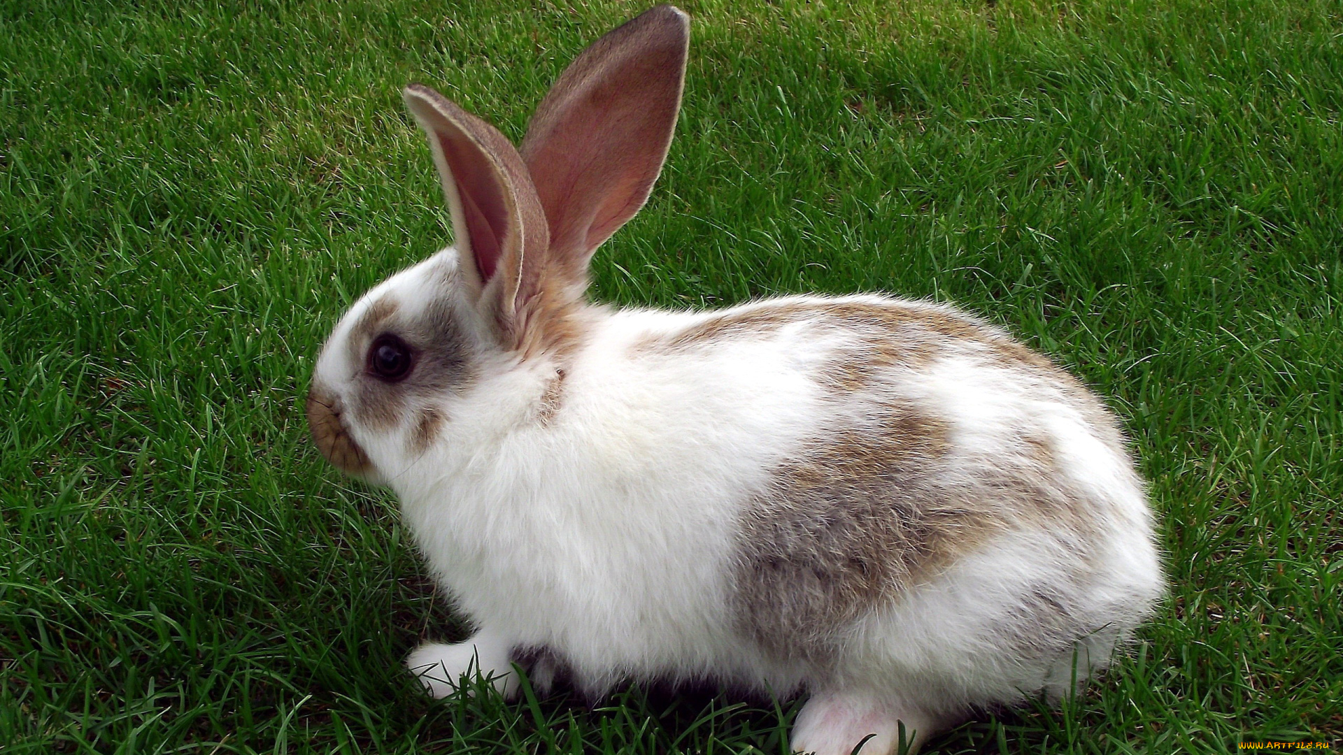 животные, кролики, , зайцы, лужайка, трава, кролик