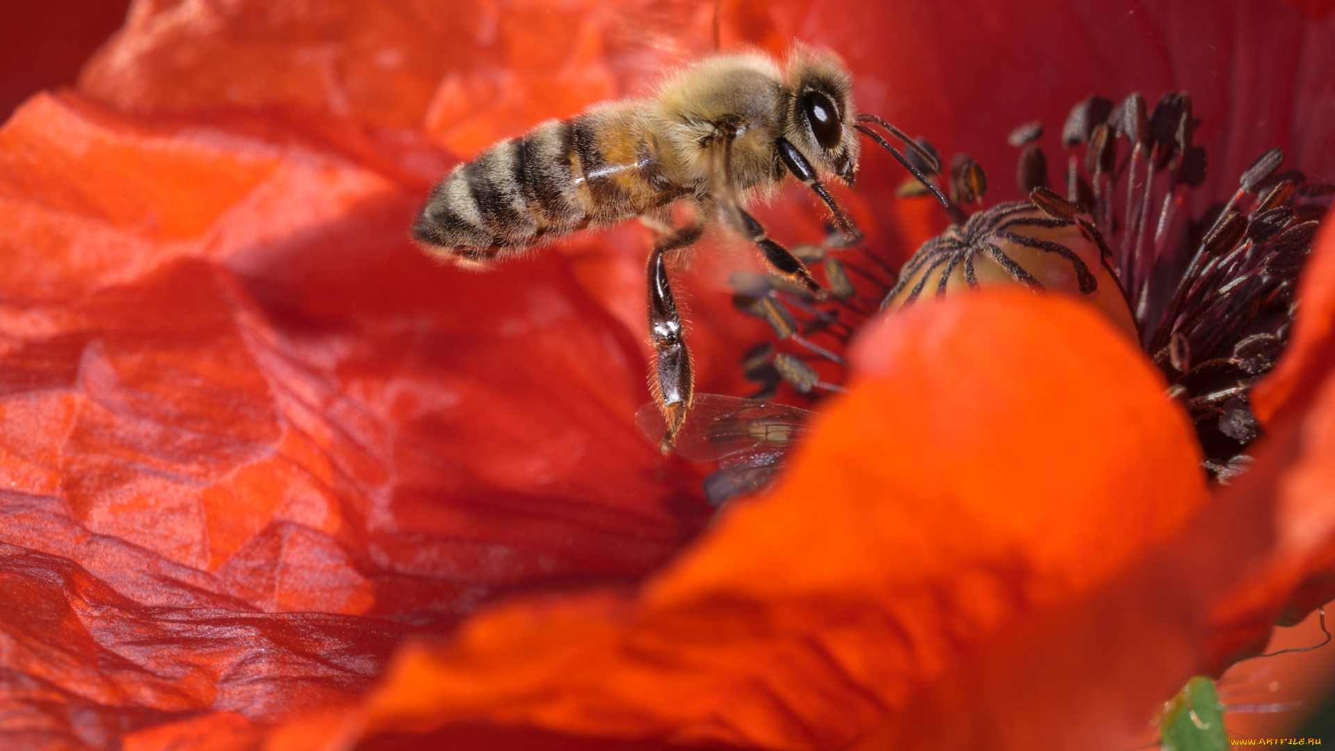 животные, пчелы, , осы, , шмели, цветок, мак, пчела, насекомое, макро
