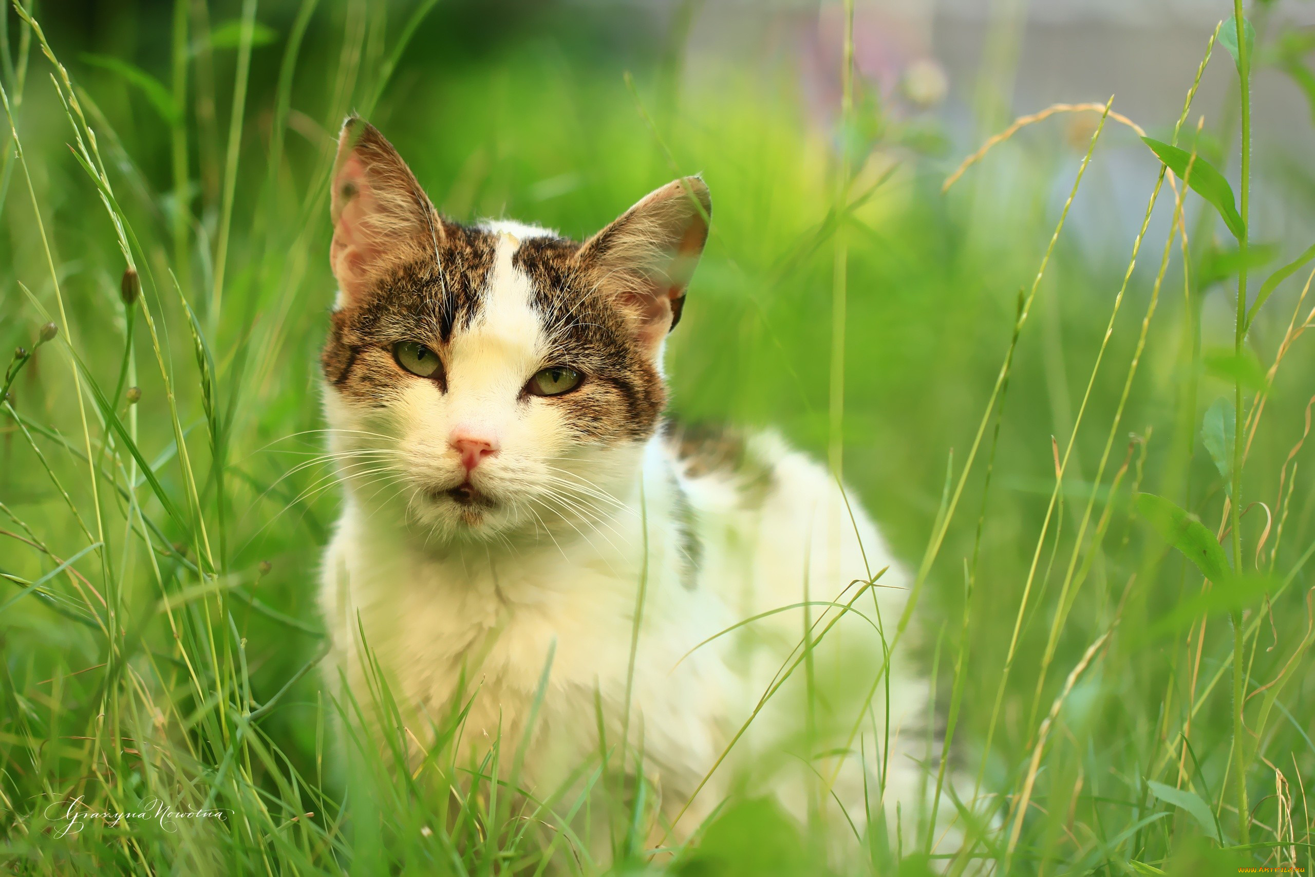 животные, коты, трава, лето, кот