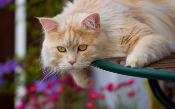 Картинка животные коты рыжий кот котэ взгляд