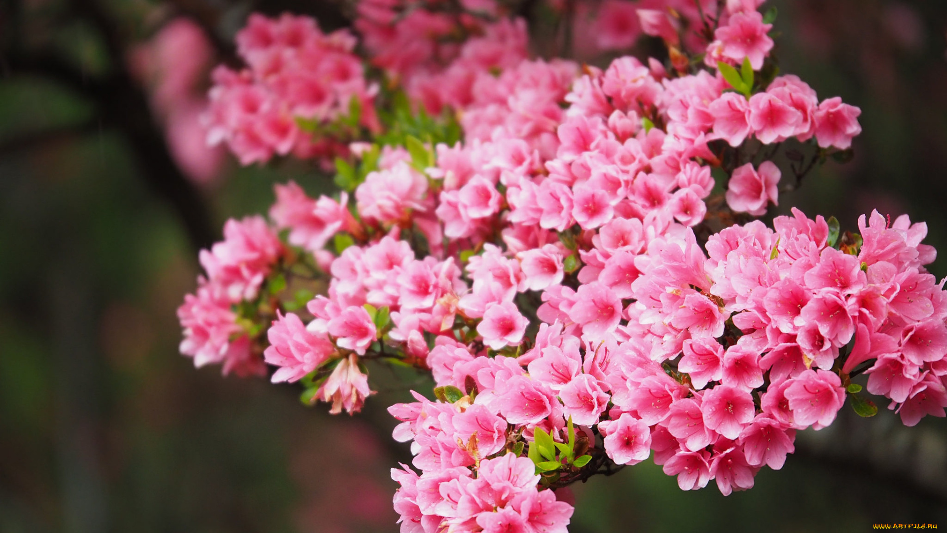 Дерево с мелкими розовыми цветочками