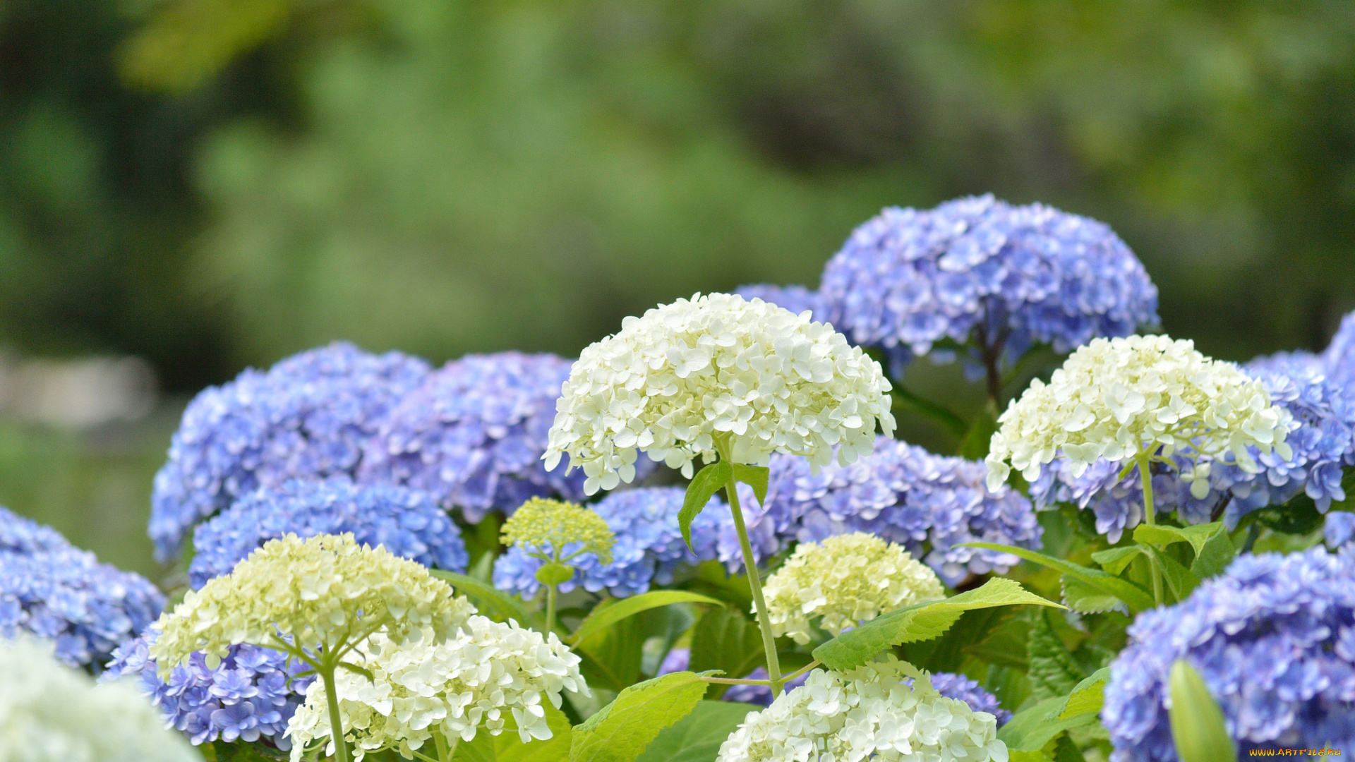 цветы, гортензия, splendor, flowers, цветки, голубая, petals, пышность, лепестки, blue, hydrangea