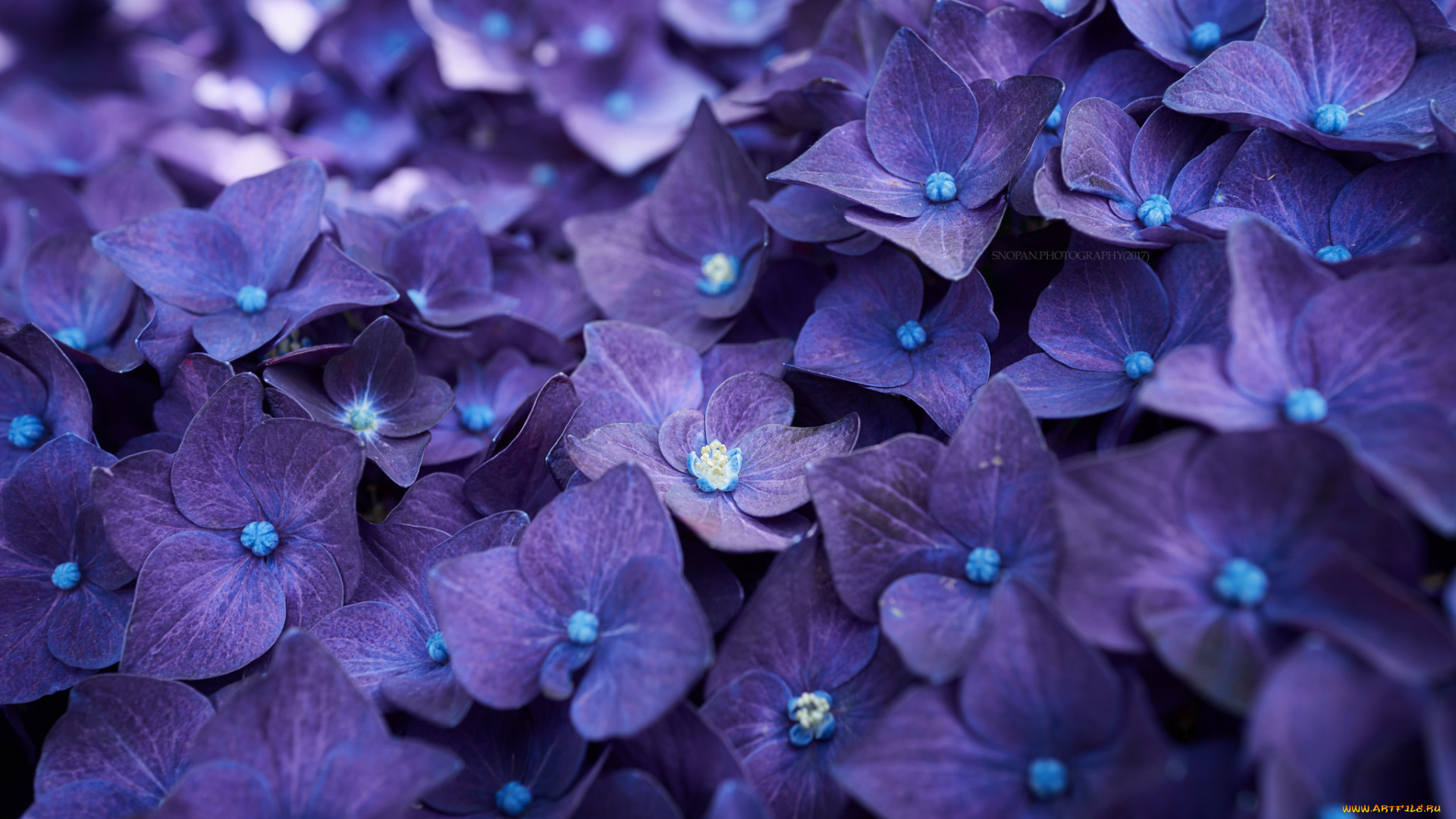 цветы, гортензия, splendor, petals, flowers, blue, hydrangea, пышность, голубая, лепестки, цветки