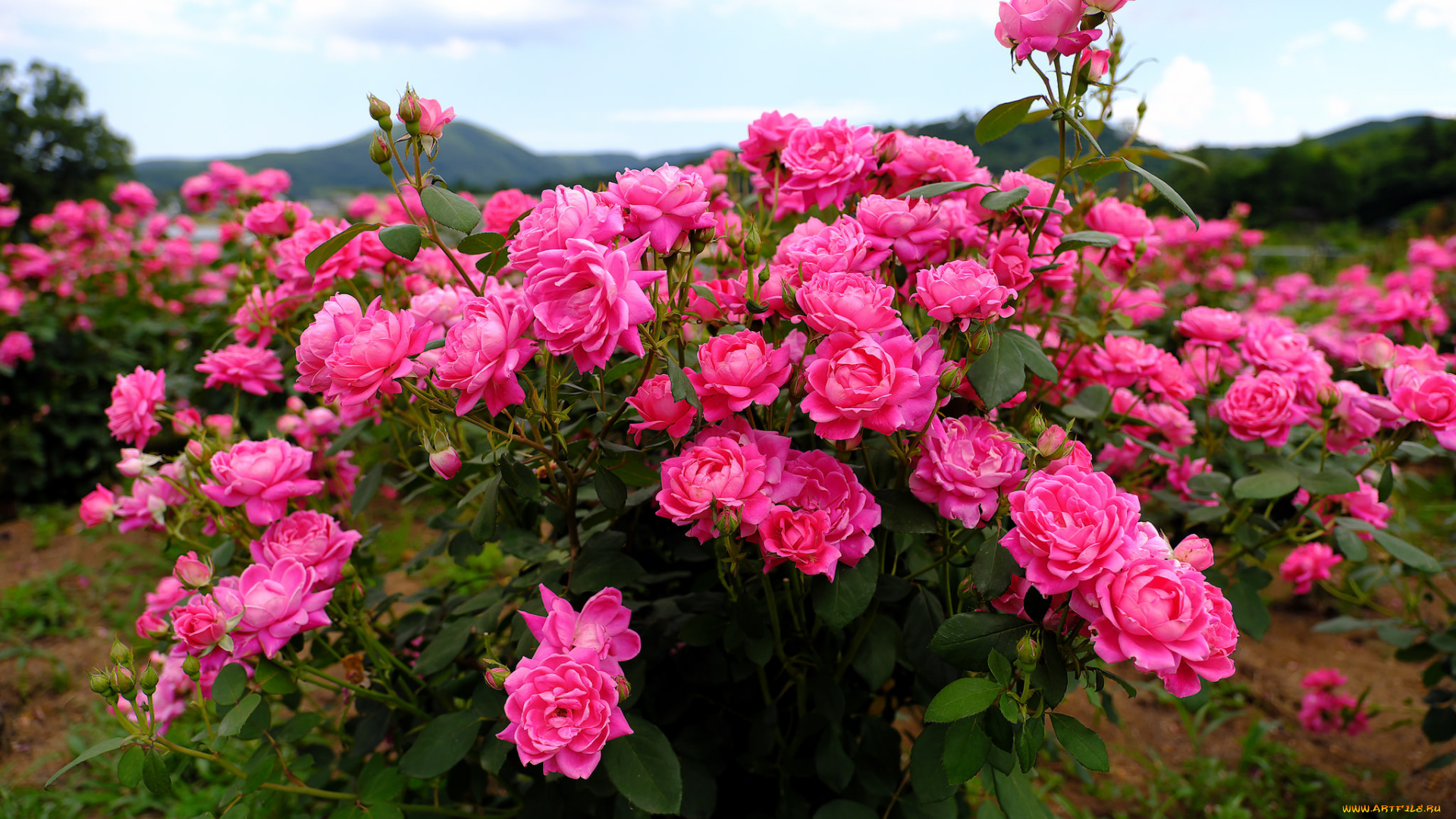 цветы, розы, rose, бутон, цветение, роза, blossoms, leaves, petals, bud, листья, лепестки