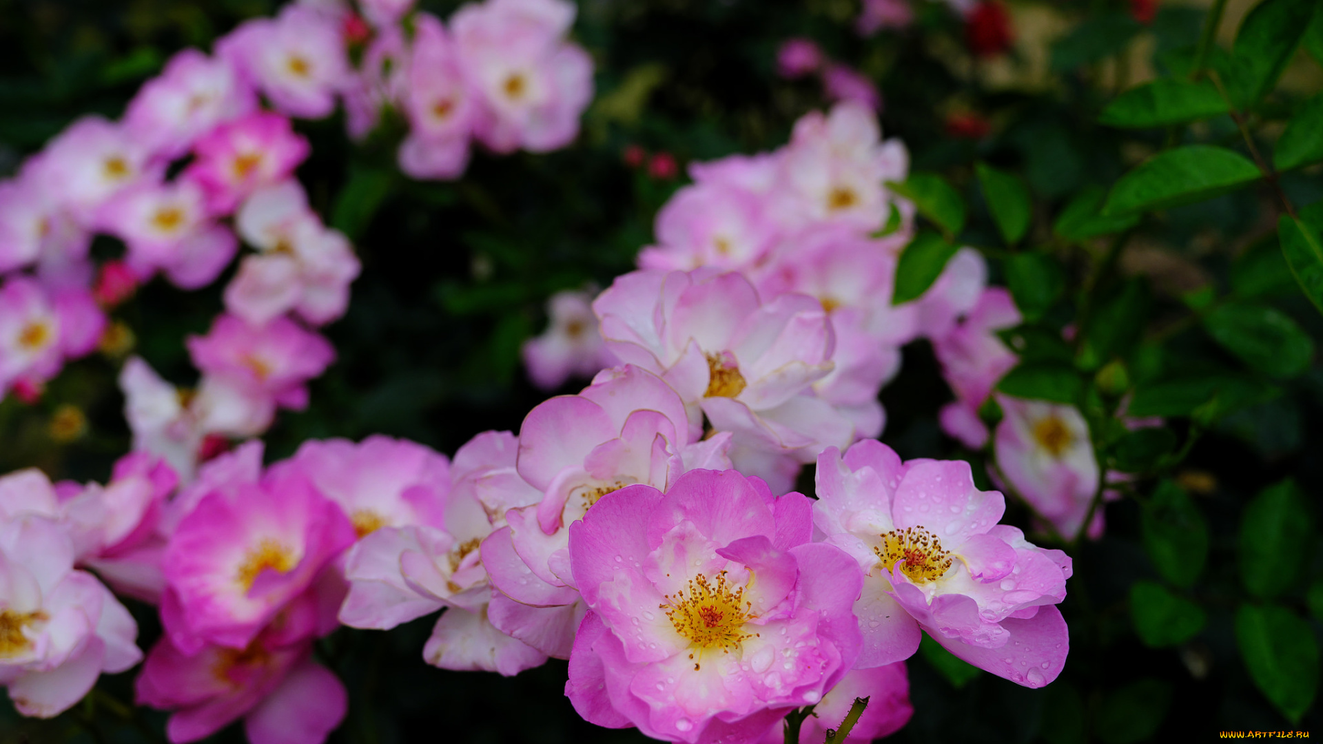 цветы, розы, роза, бутон, лепестки, листья, цветение, rose, bud, petals, leaves, blossoms