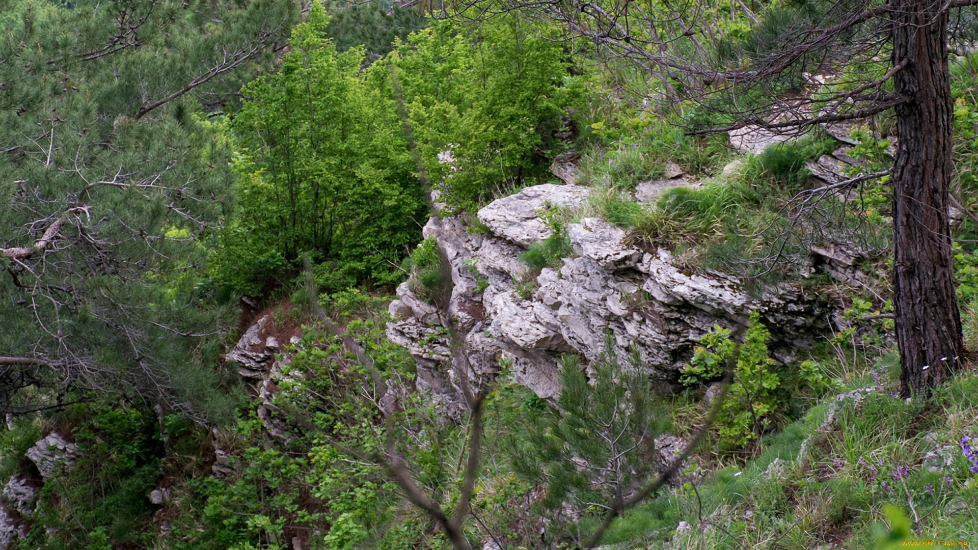 природа, пейзажи, трава, деревья, камни