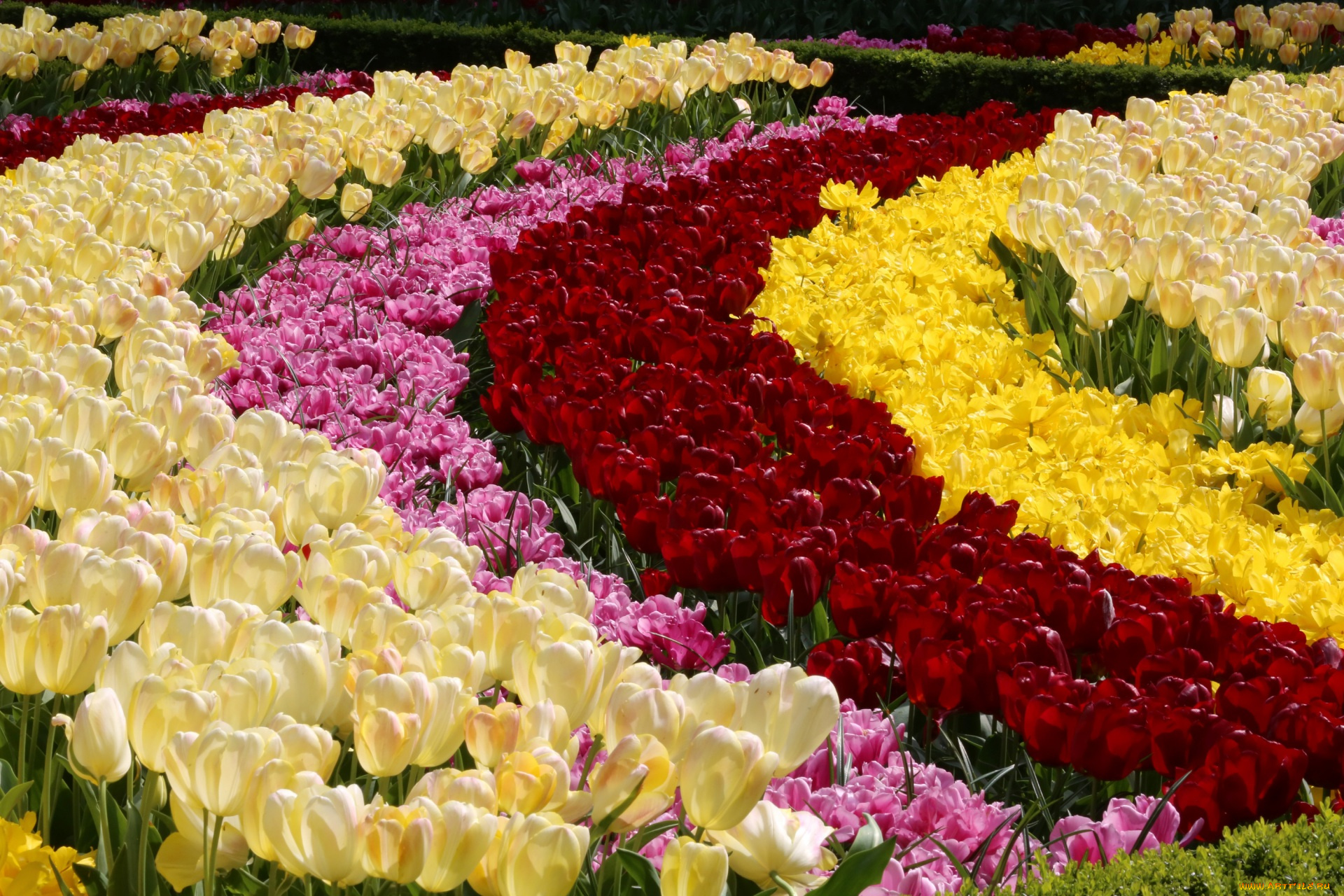 цветы, тюльпаны, цветок, разноцветные