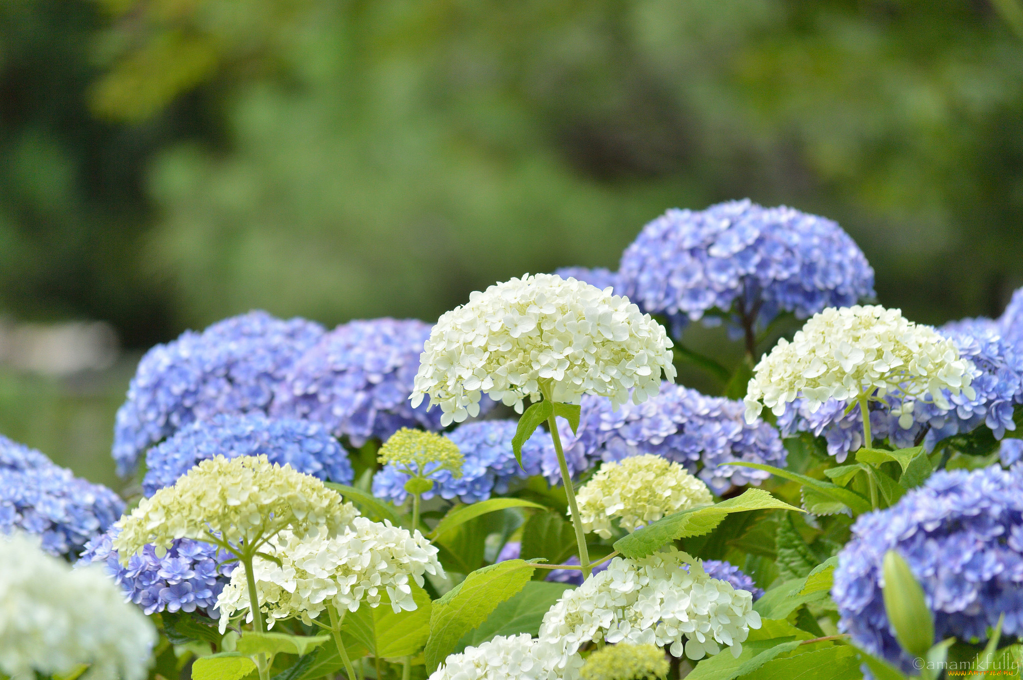цветы, гортензия, splendor, flowers, цветки, голубая, petals, пышность, лепестки, blue, hydrangea
