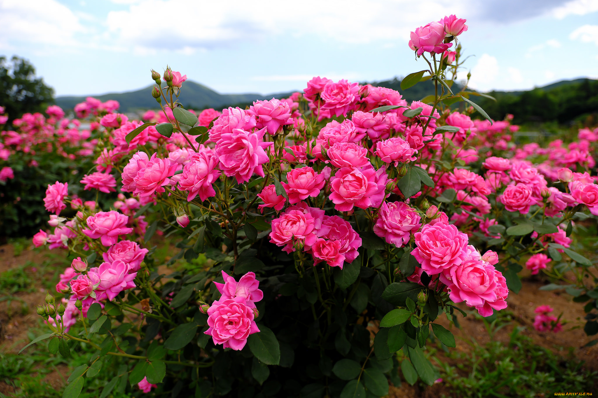 цветы, розы, rose, бутон, цветение, роза, blossoms, leaves, petals, bud, листья, лепестки