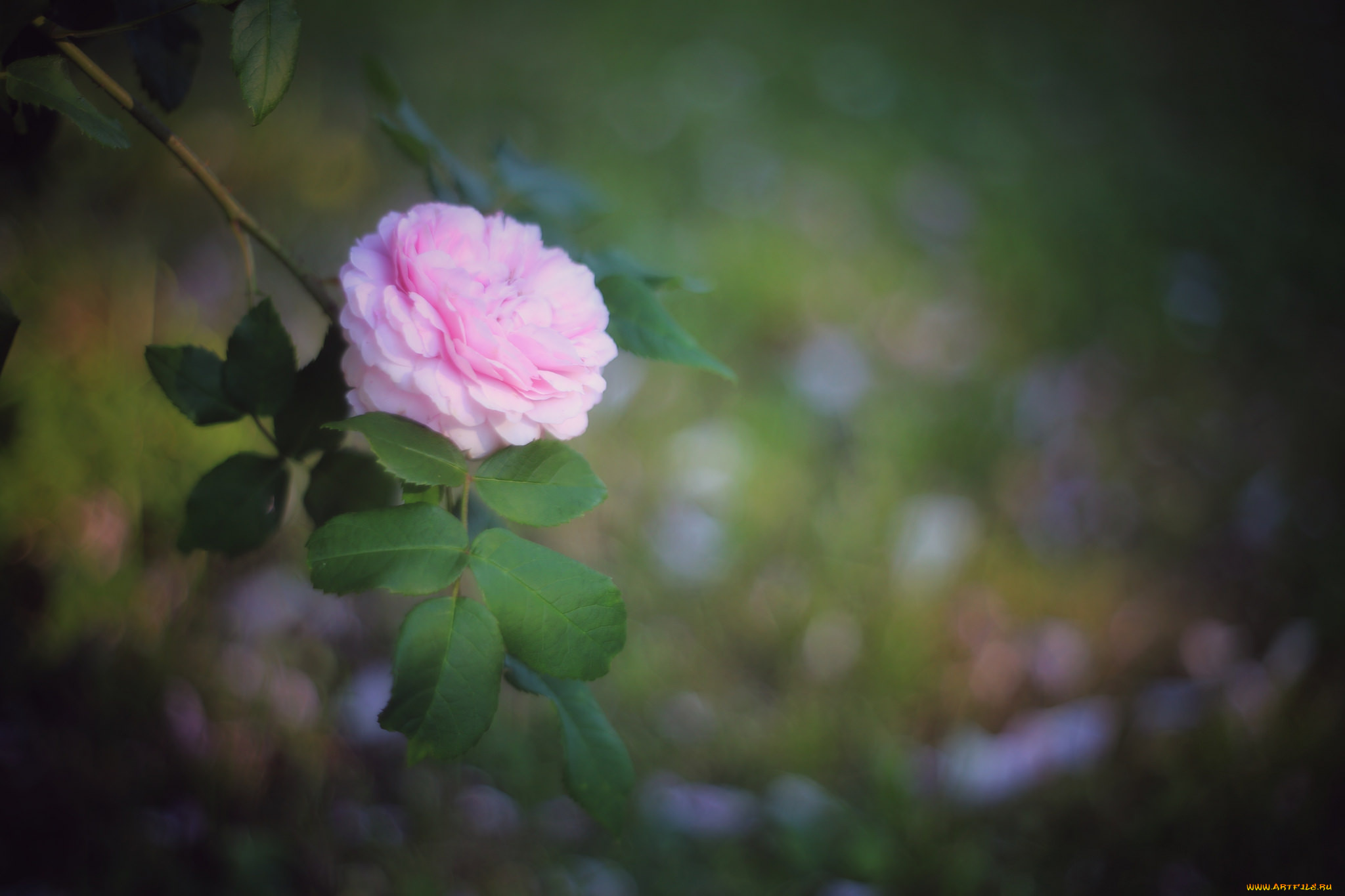 цветы, розы, роза, бутон, лепестки, листья, цветение, rose, bud, petals, leaves, blossoms