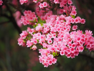 Картинка цветы цветущие+деревья+ +кустарники ветка листья цветок розовая цветение нежность