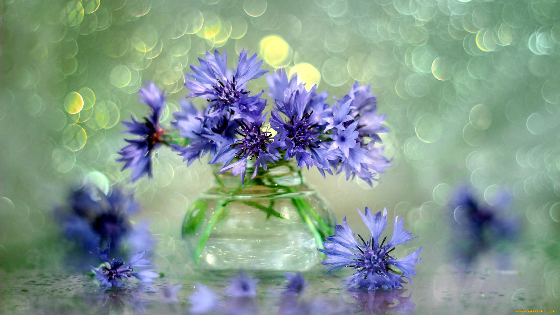 цветы, васильки, синий