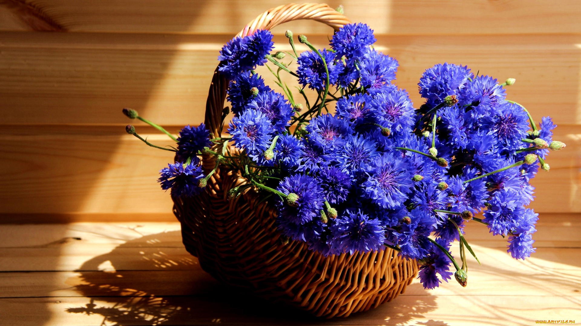 цветы, васильки, синий