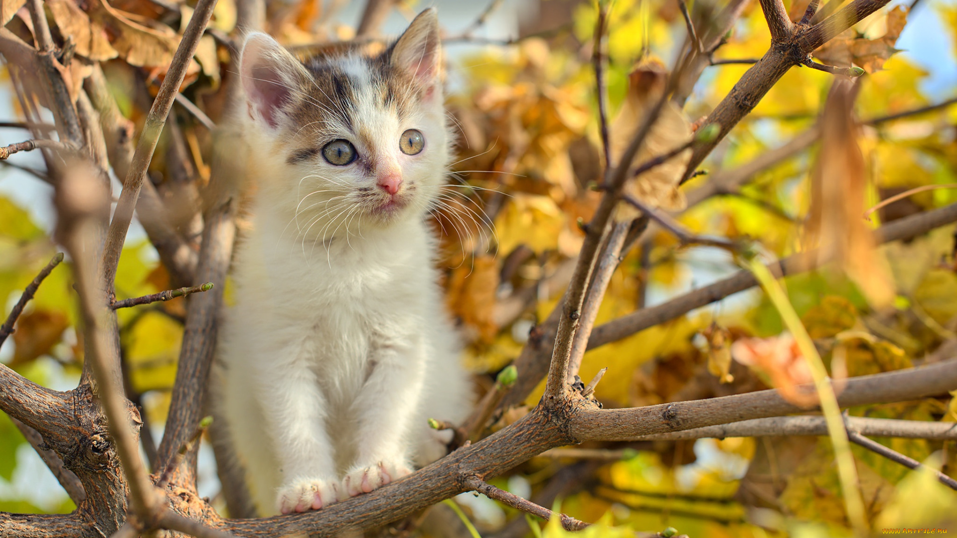 кошка, животные, коты