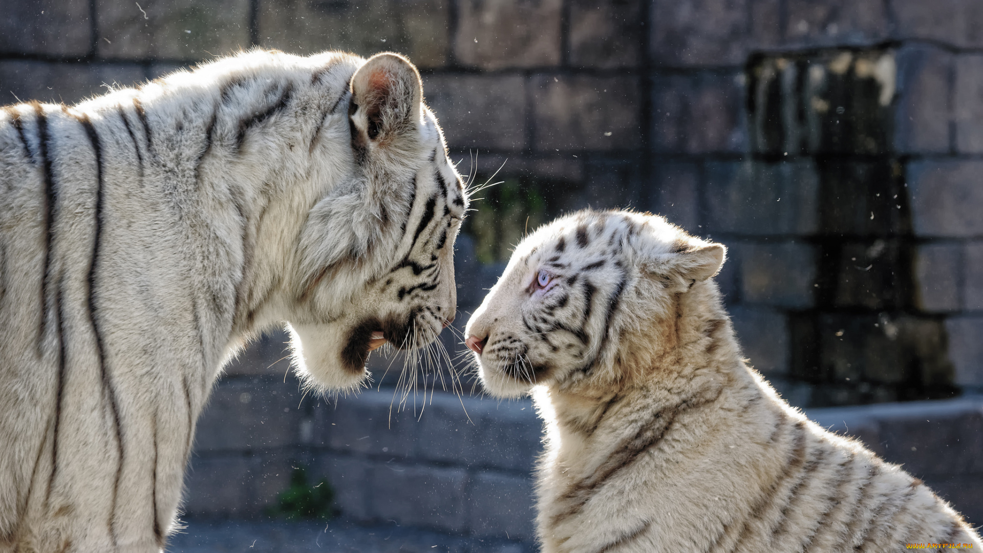 животные, тигры, тигрица, профиль, голубые, глаза, пара, белый, тигр, семья, кошка, тигрёнок