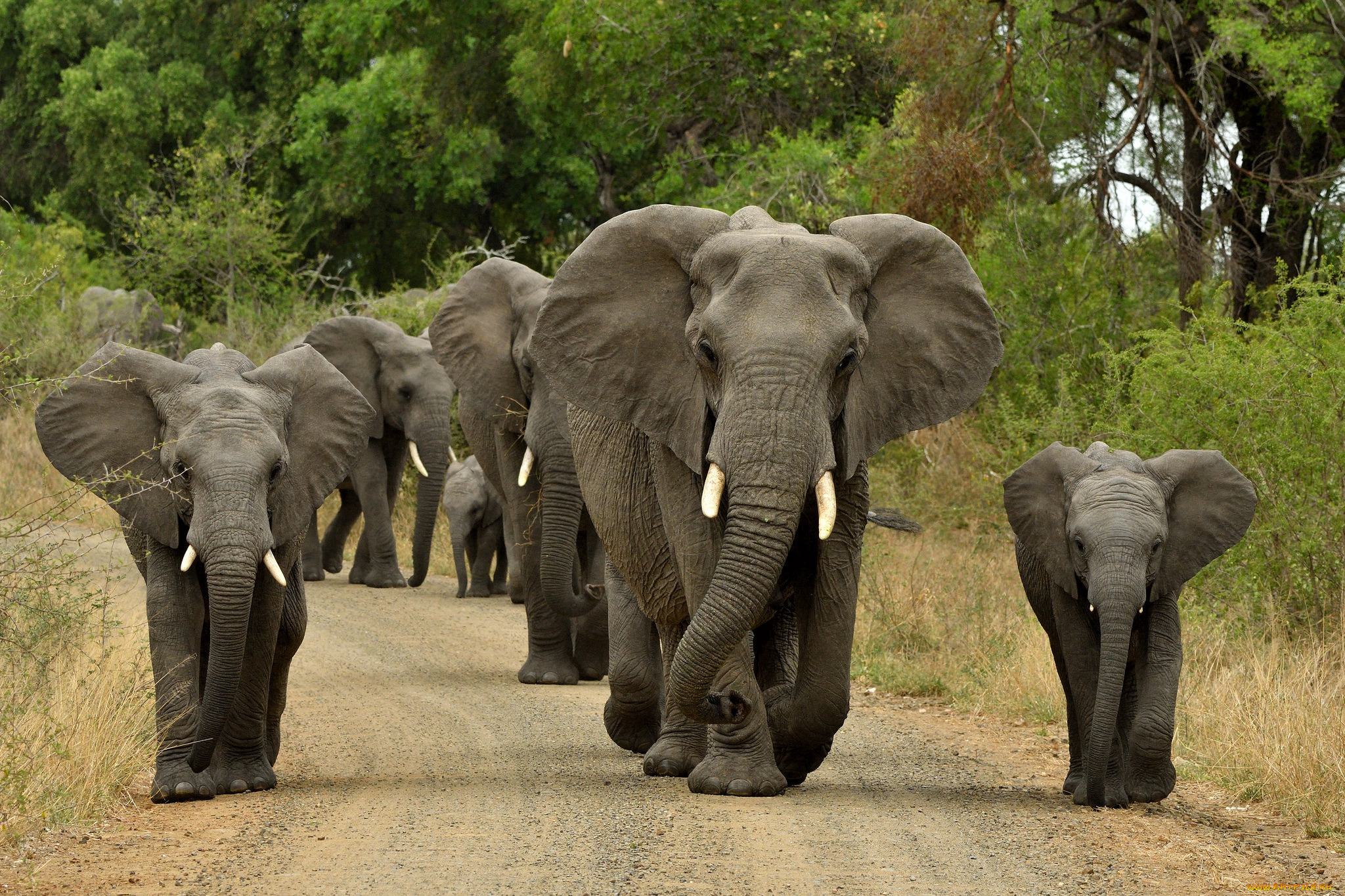 животные, слоны, дорога, стадо